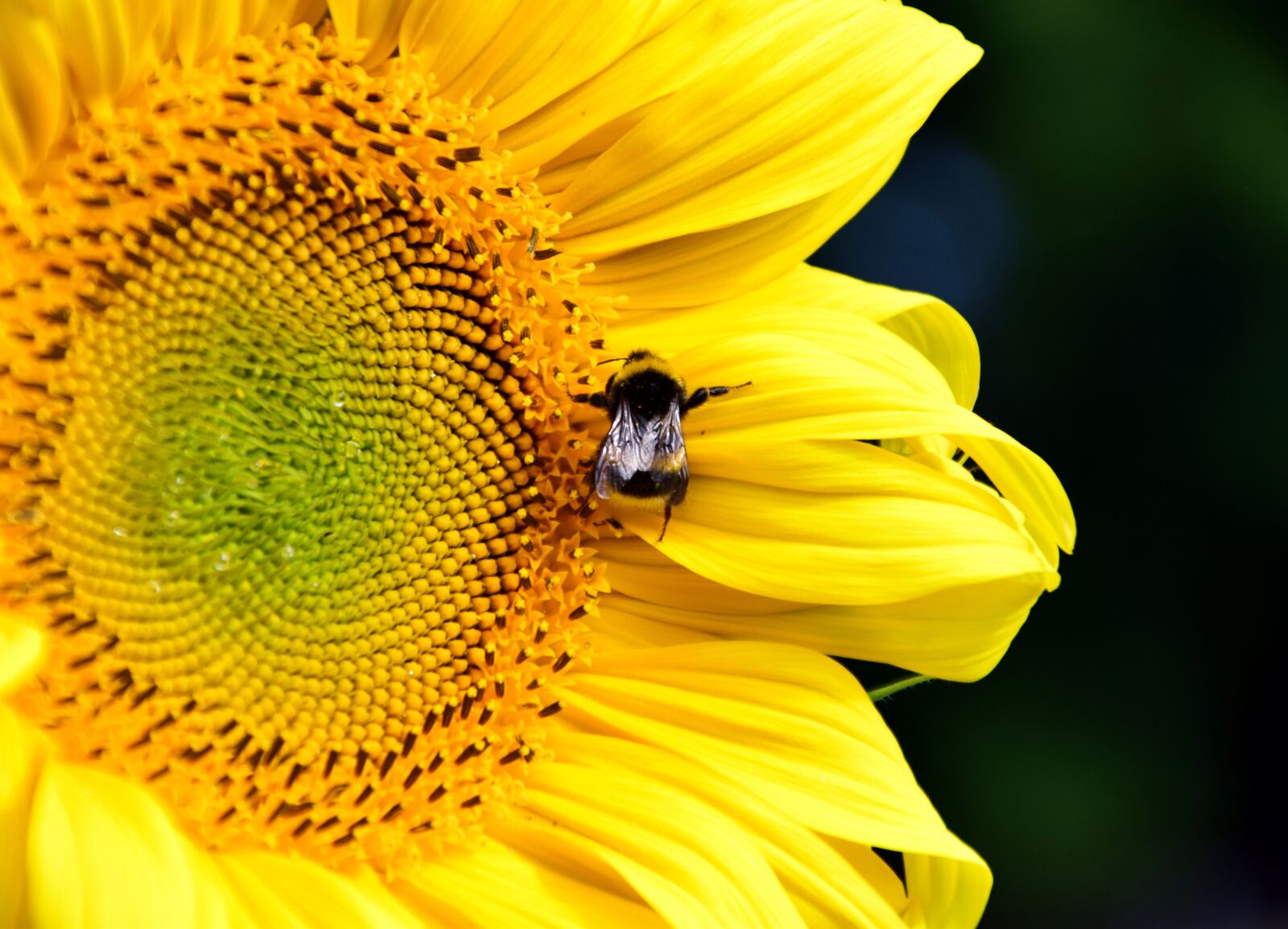 Nikon D3300 sample photo. Sunflower, hummel, blossom photography