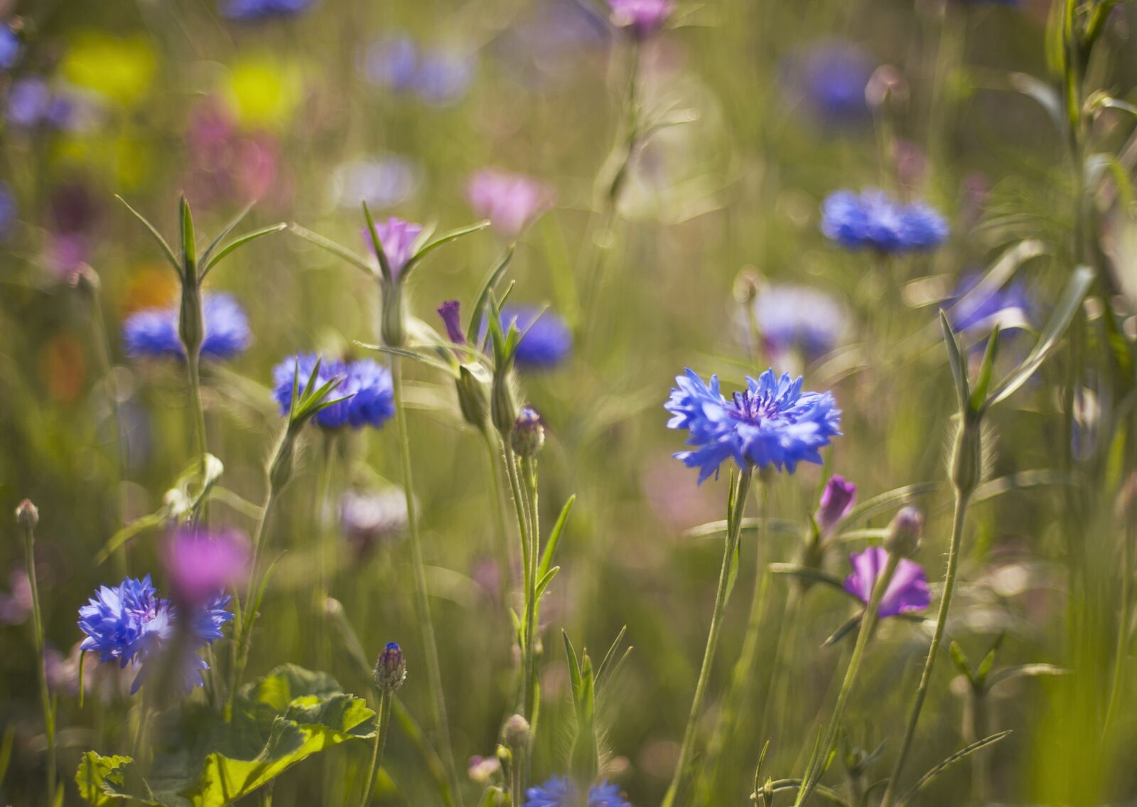 Nikon D700 sample photo. Meadow, plants, cornflower photography
