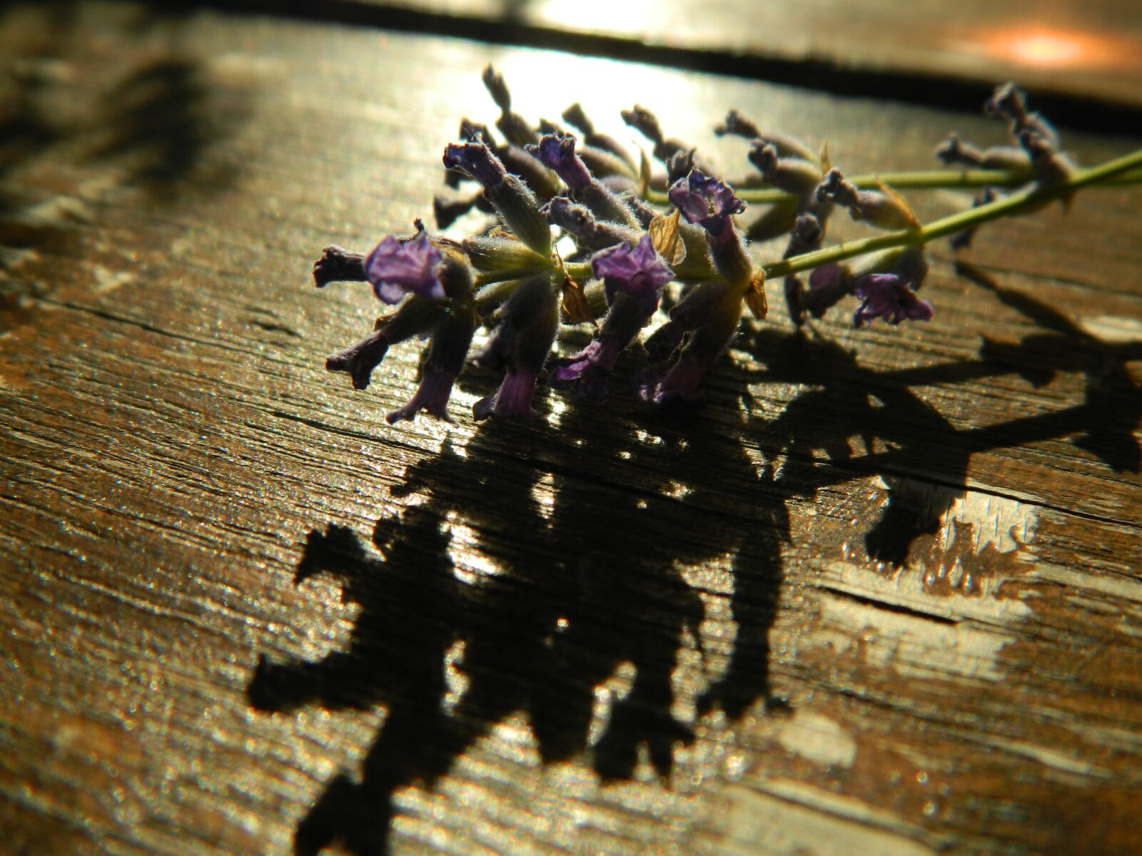 Nikon Coolpix L120 sample photo. Lavender, memories, nightfall photography