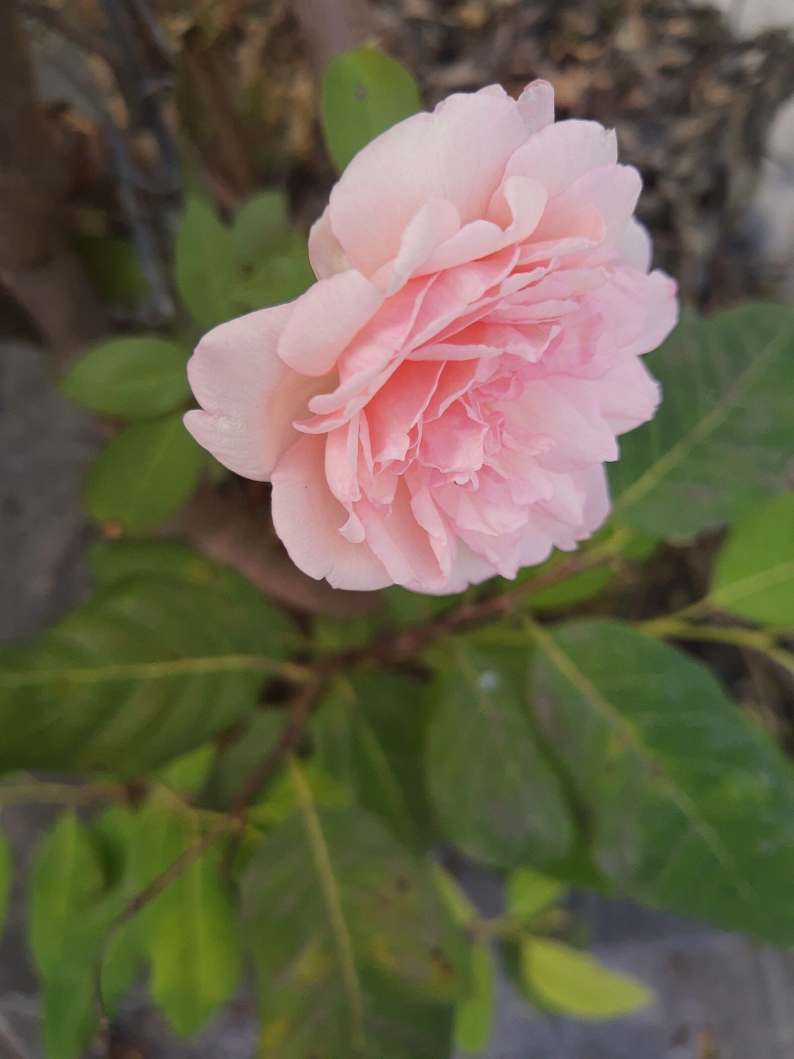 Motorola ONE ACTION sample photo. Pink, plant, rose photography