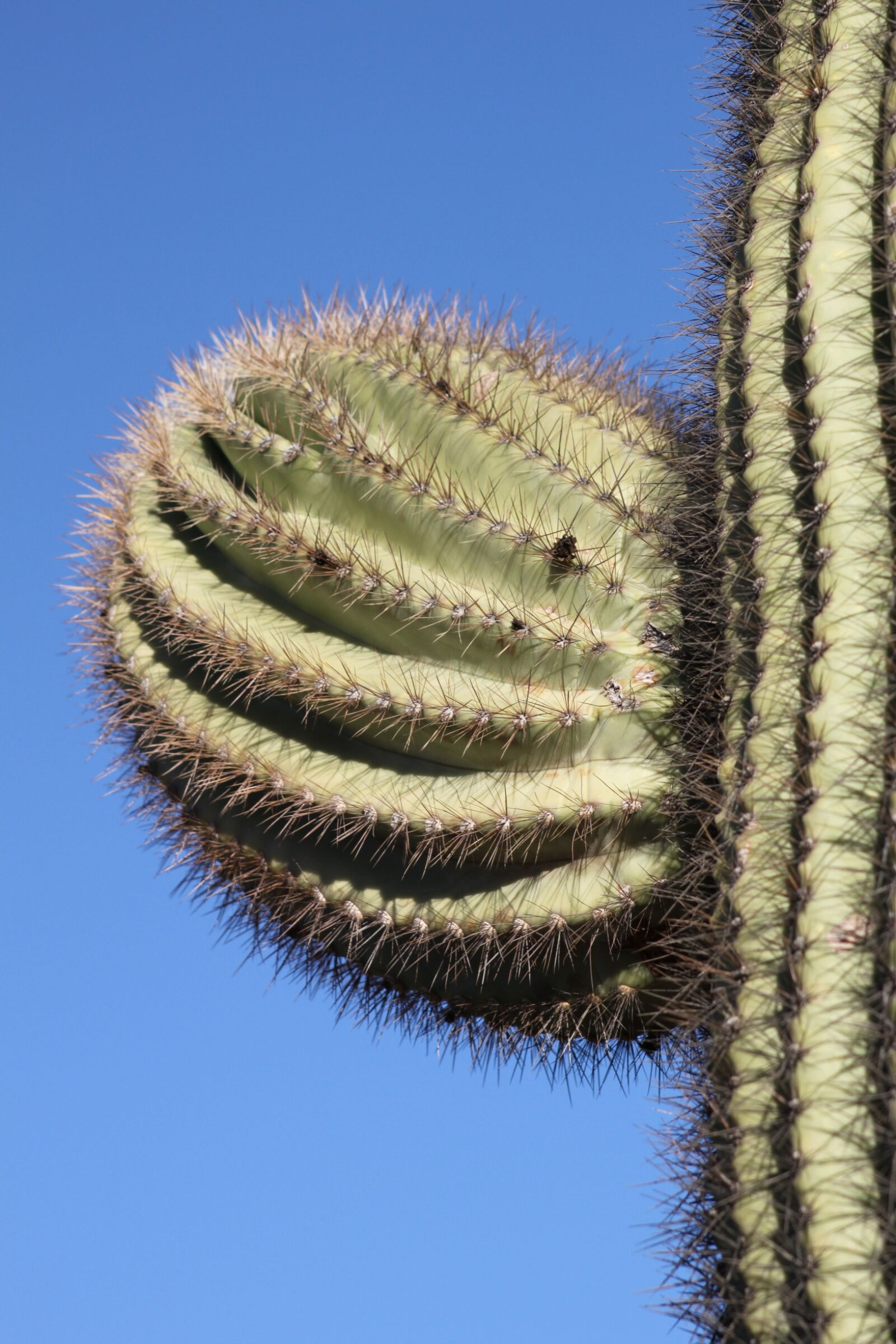 Canon EF 75-300mm f/4-5.6 sample photo. Arizona, blue, sky, cactus photography