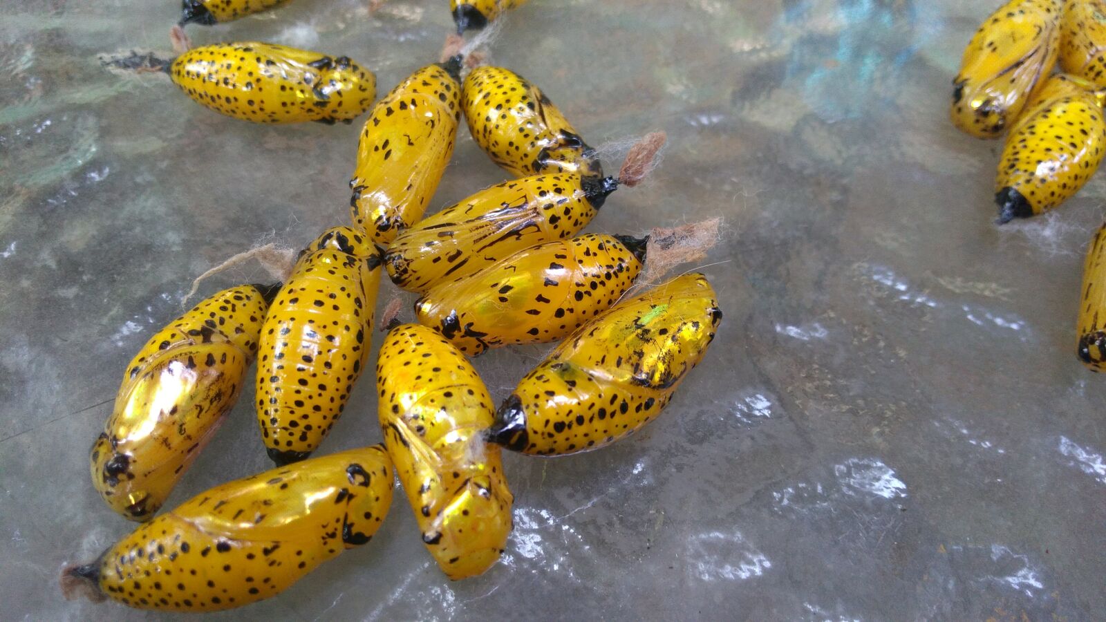 ASUS X00ID sample photo. Butterfly, chrysalis, metamorphosis photography