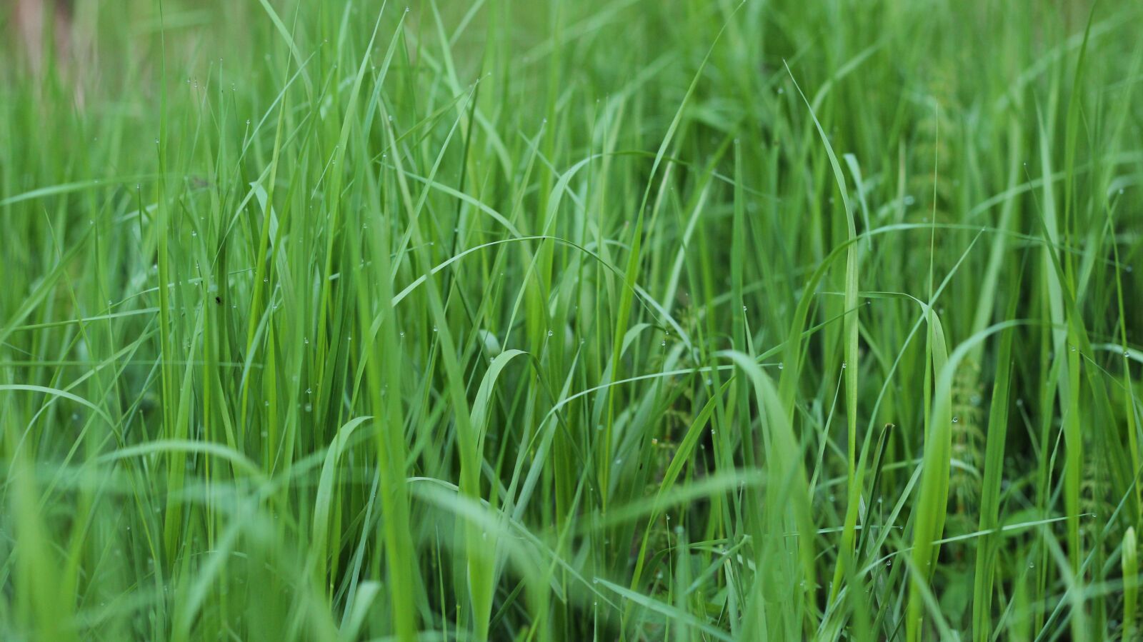 Canon EOS 600D (Rebel EOS T3i / EOS Kiss X5) + Canon EF 50mm F1.8 II sample photo. Grass, green, summer photography