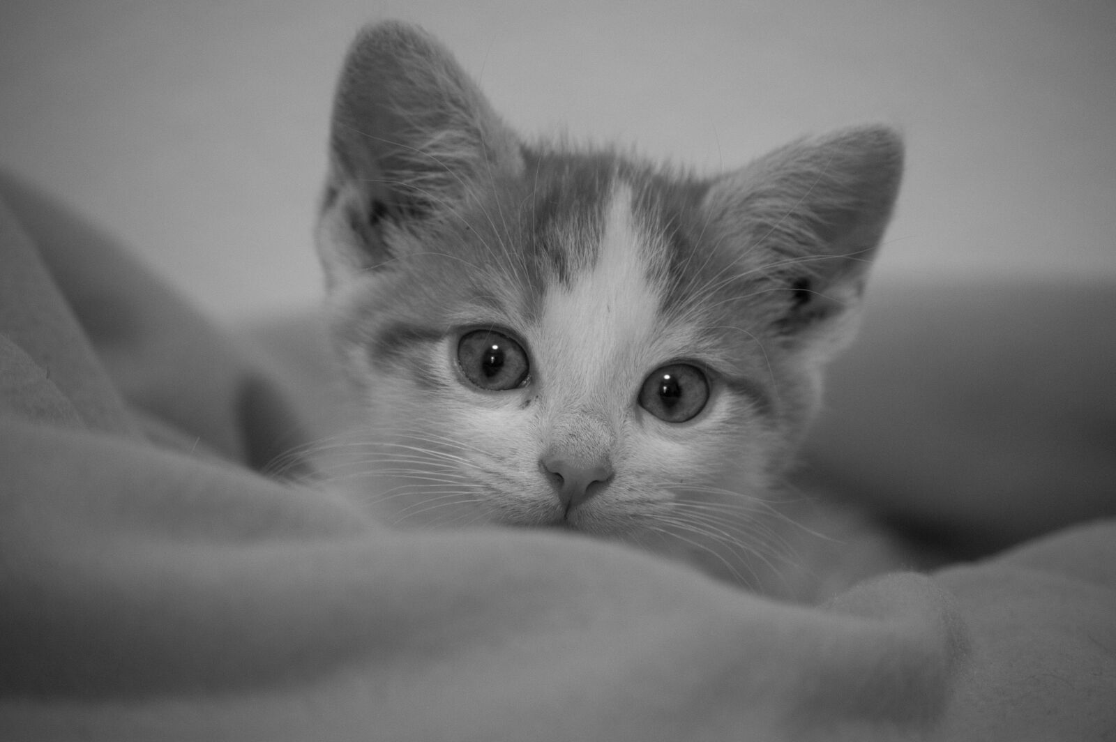 Nikon D3200 sample photo. Kitten, animal, cute photography