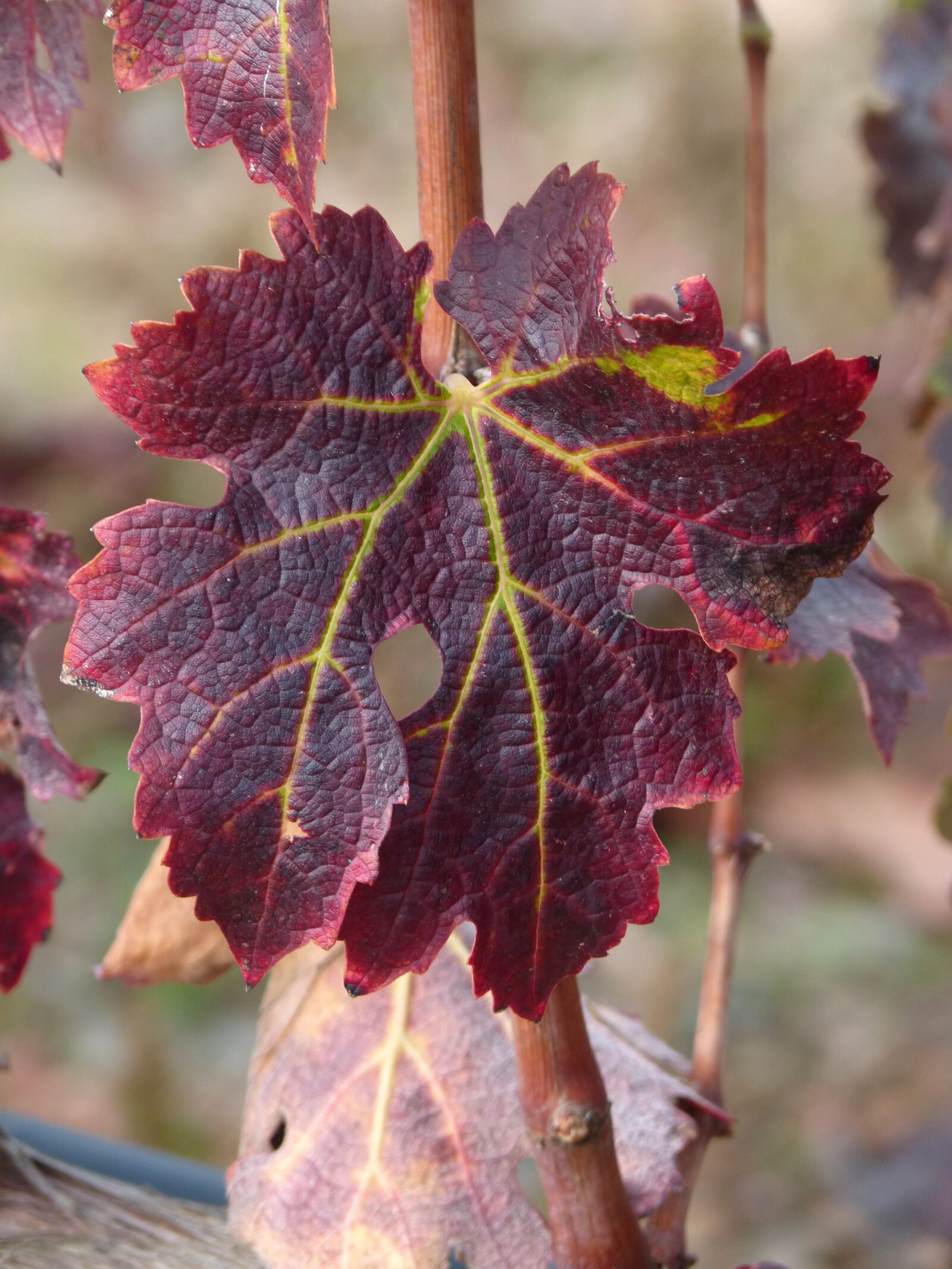 Panasonic DMC-FZ62 sample photo. Leaf, vine, red leaf photography
