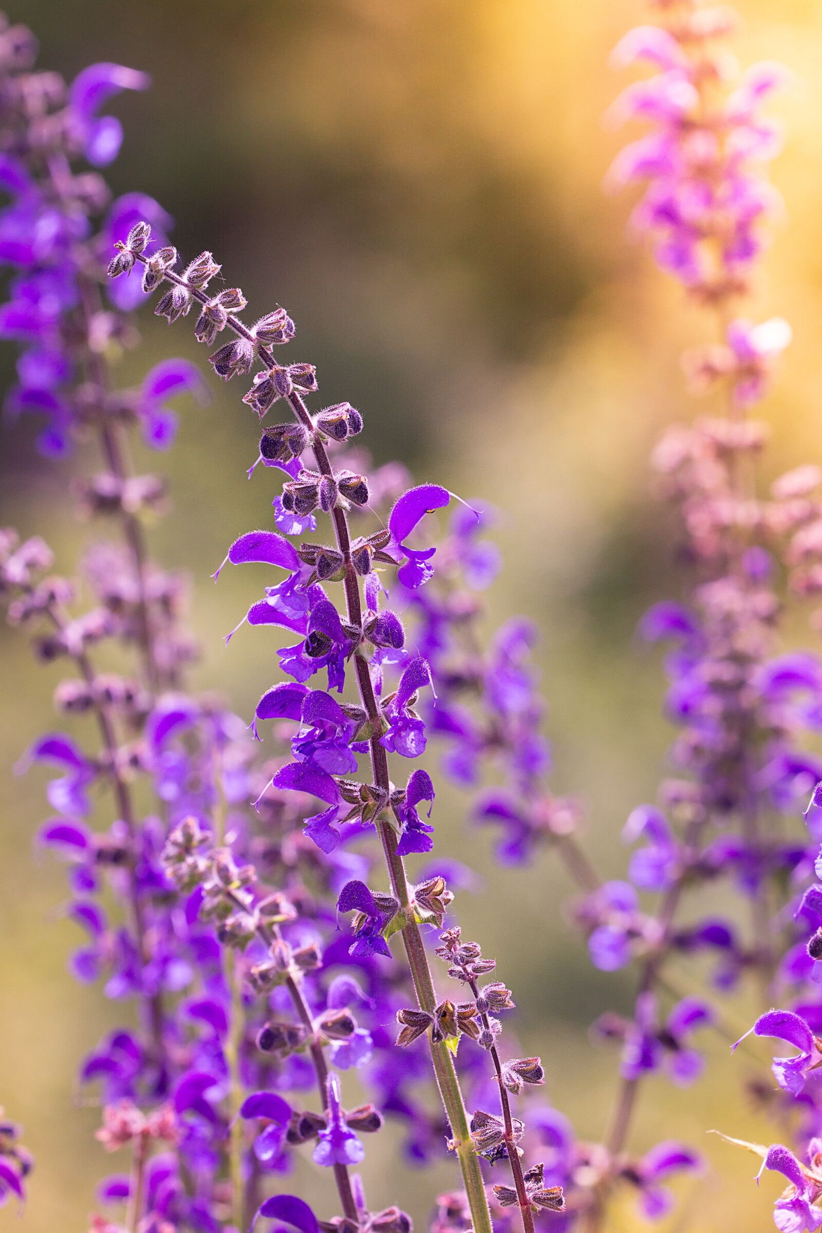 Nikon D7100 sample photo. Flower, plant, purple photography