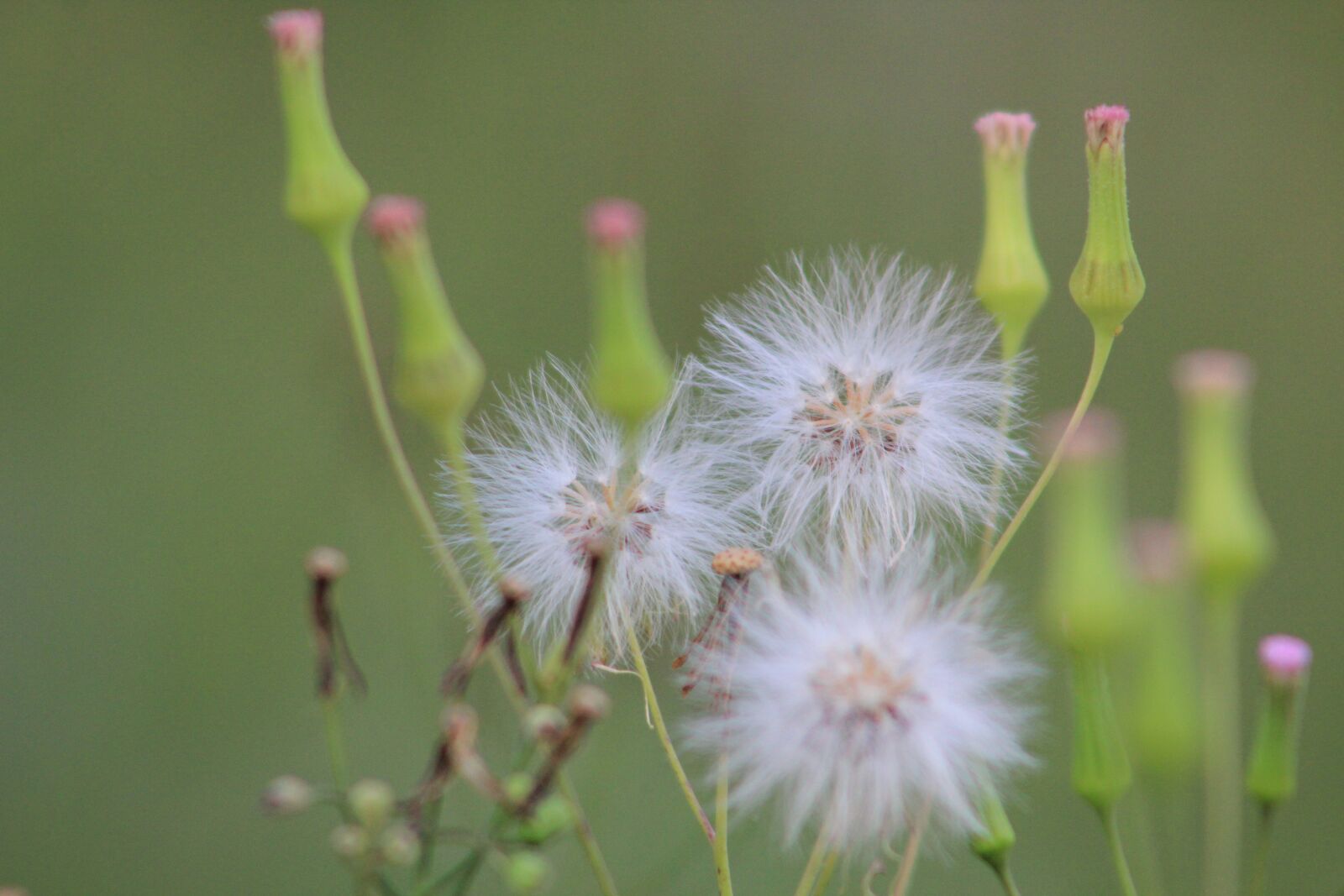 Canon EF75-300mm f/4-5.6 sample photo. Dandelion, flower, white photography