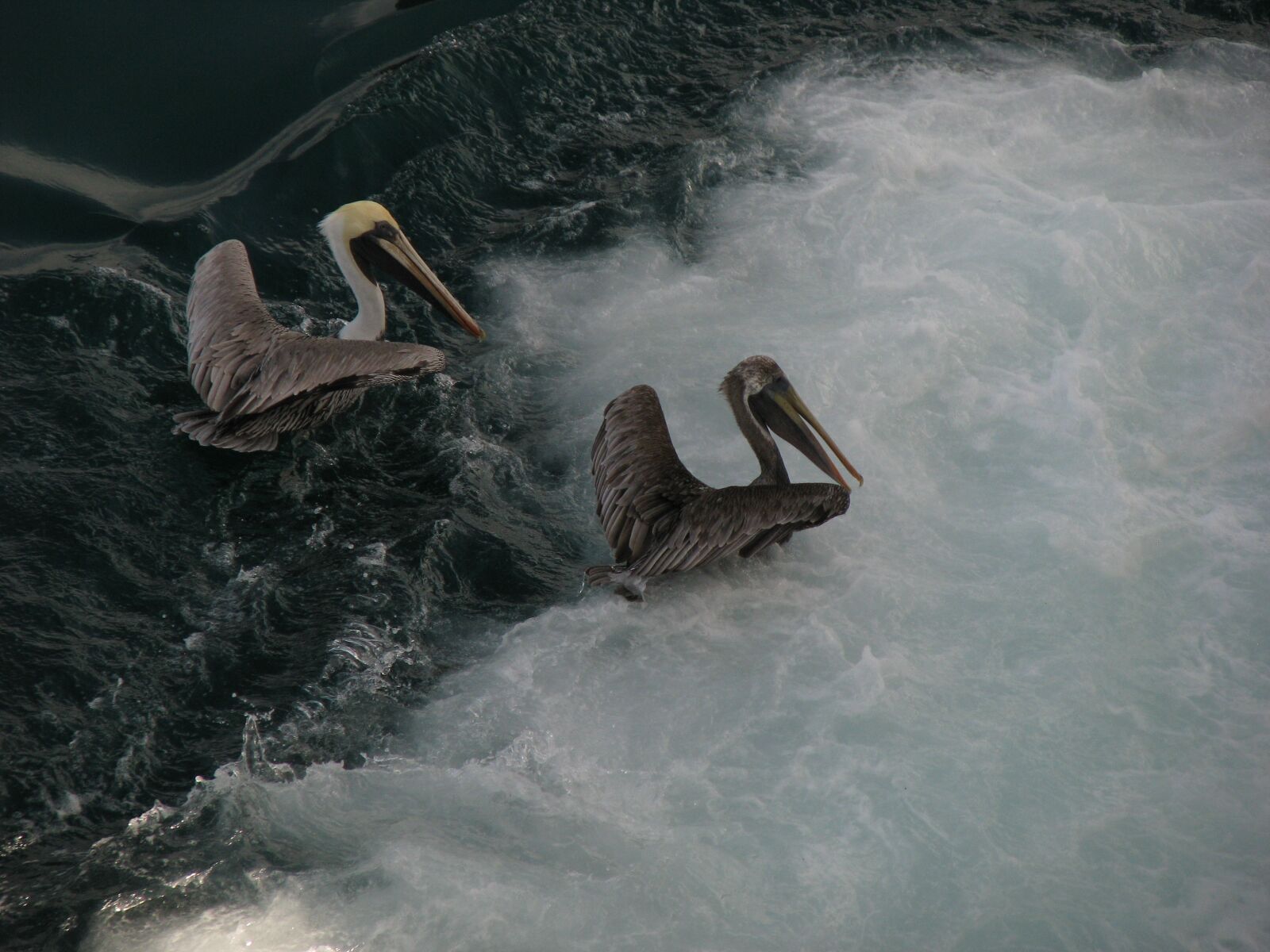 Canon POWERSHOT S5 IS sample photo. Body of water, birds photography