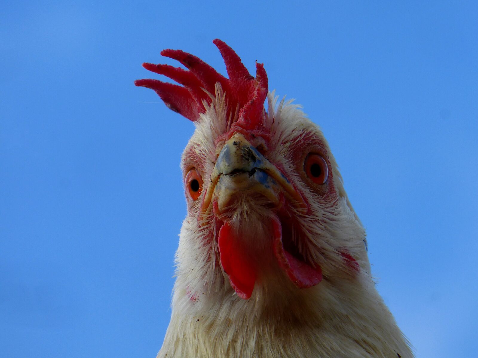 Panasonic Lumix DMC-ZS25 (Lumix DMC-TZ35) sample photo. Animal, hen, white photography