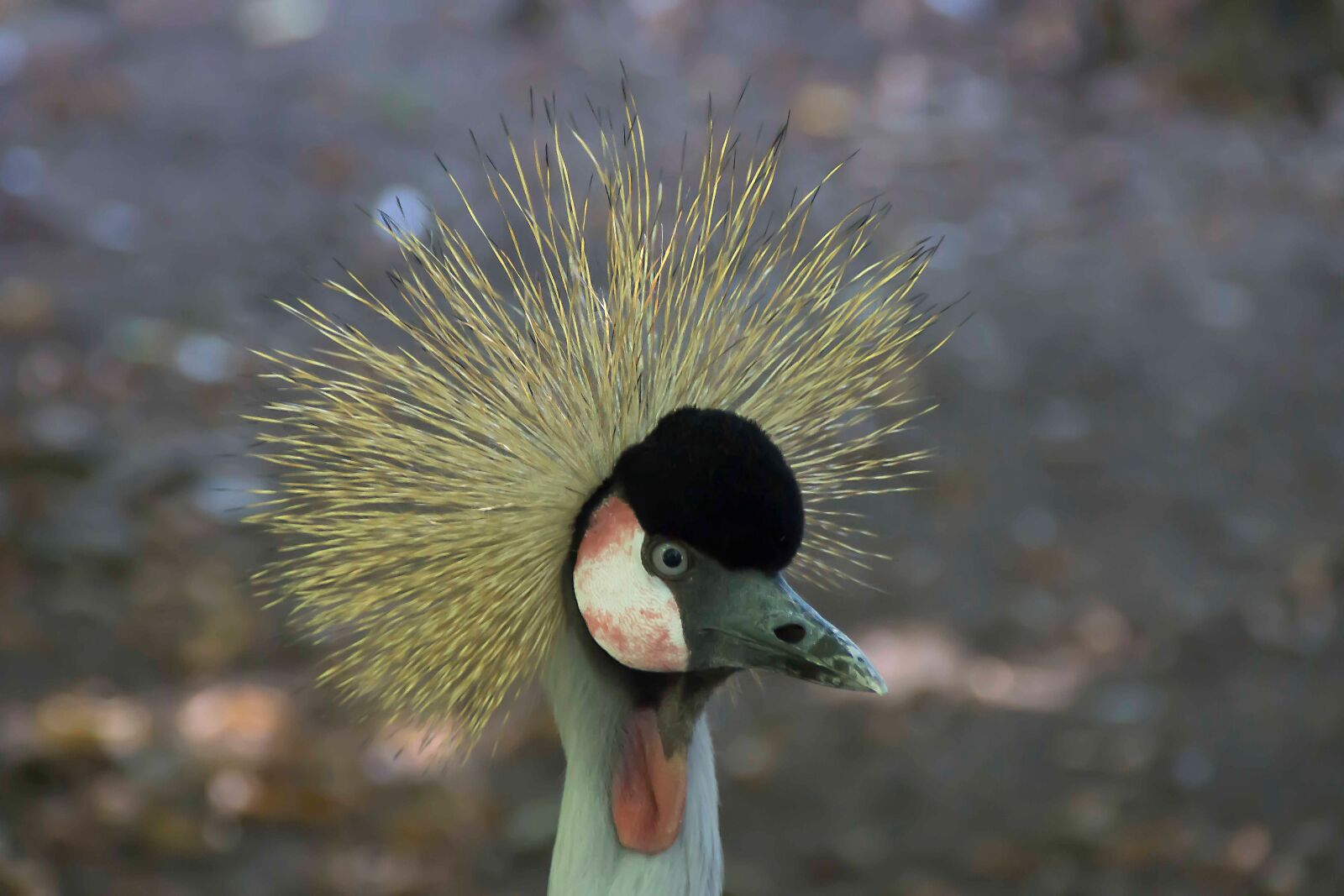 Sony SLT-A77 sample photo. Bird, plumage, zoo photography