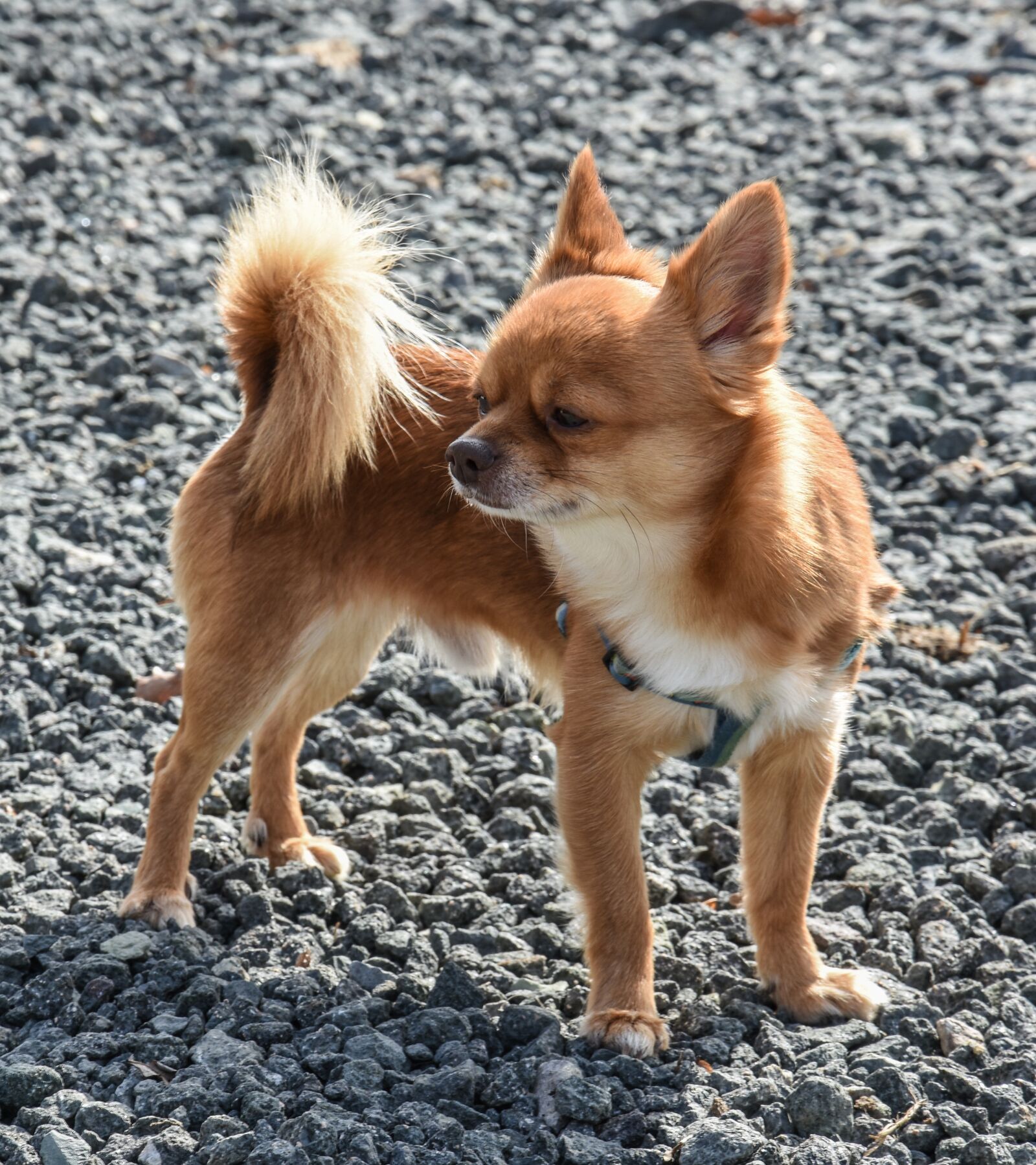 Nikon D7200 sample photo. Dog, home, pet photography