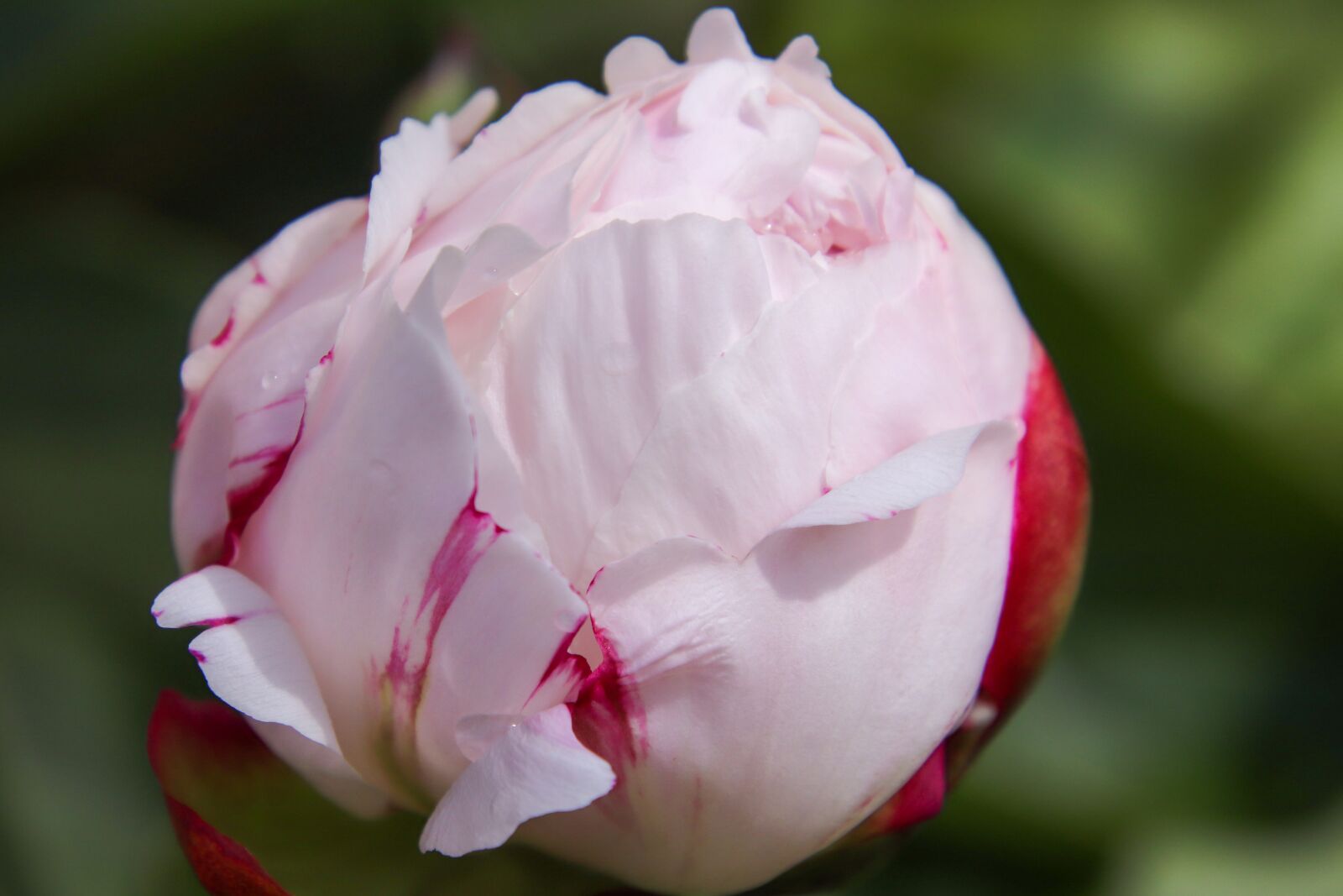 Canon EOS 800D (EOS Rebel T7i / EOS Kiss X9i) sample photo. Peonies, flower, macro photography