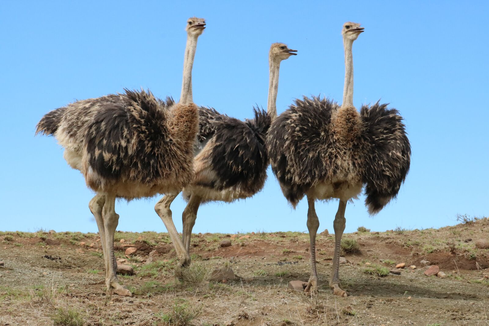 Canon EF 70-300mm F4-5.6L IS USM sample photo. Ostriches, bird, bouquet photography