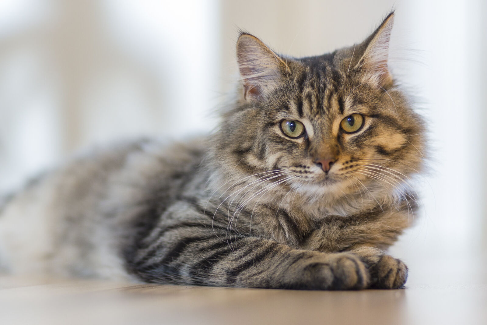 Canon EF 85mm F1.8 USM sample photo. Adorable, animal, baby, blur photography