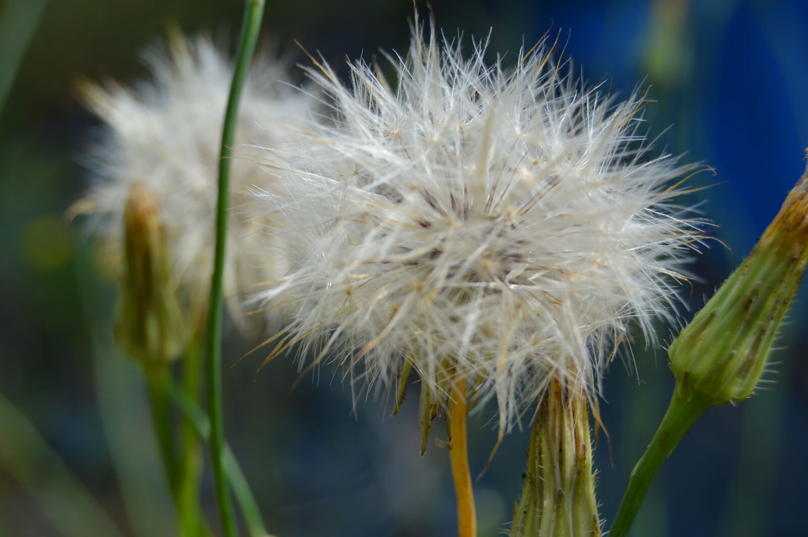 Nikon D3200 sample photo. Closeup, dandelion, flowers, nature photography