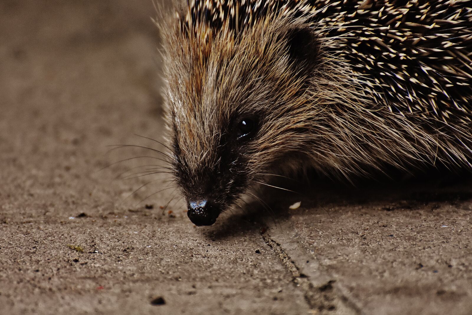 Nikon D7200 sample photo. Hedgehog child, young hedgehog photography