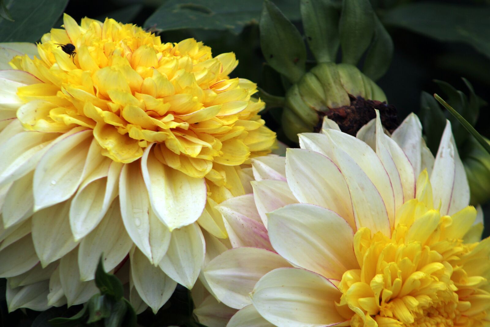 Canon EF75-300mm f/4-5.6 sample photo. Flower, nature, flora photography