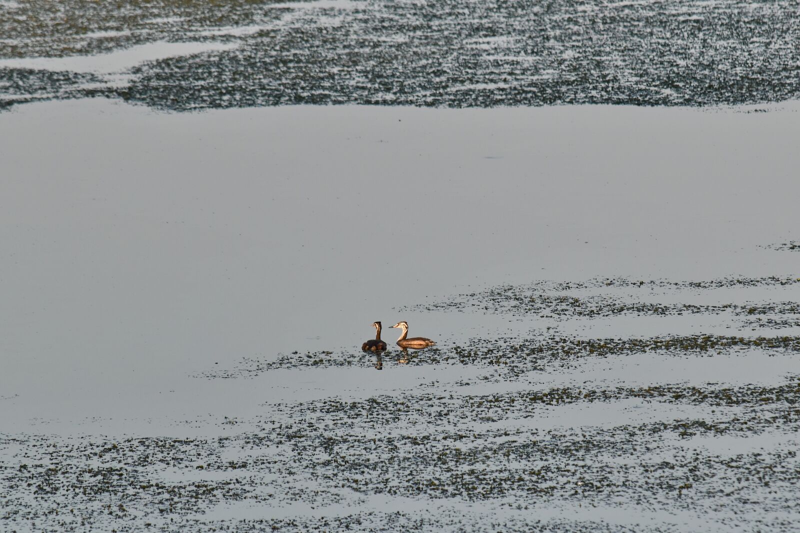 Nikon D5500 sample photo. Swamp, wading bird, seaside photography