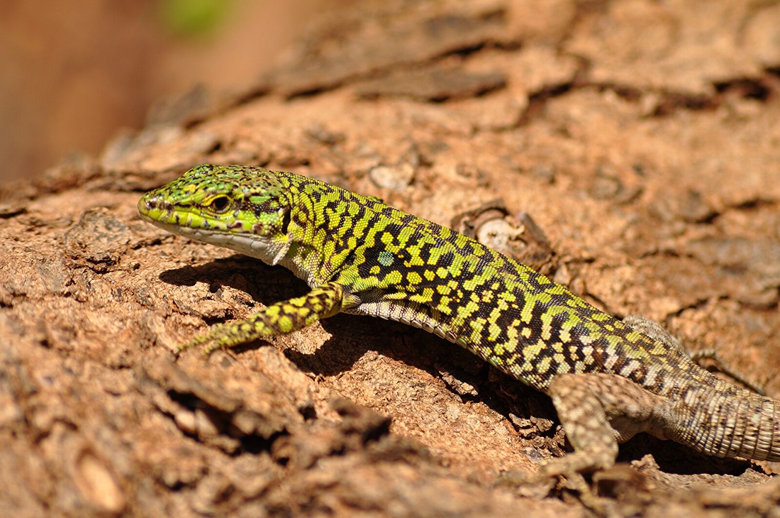Nikon D5000 sample photo. Italian wall lizard, reptile photography