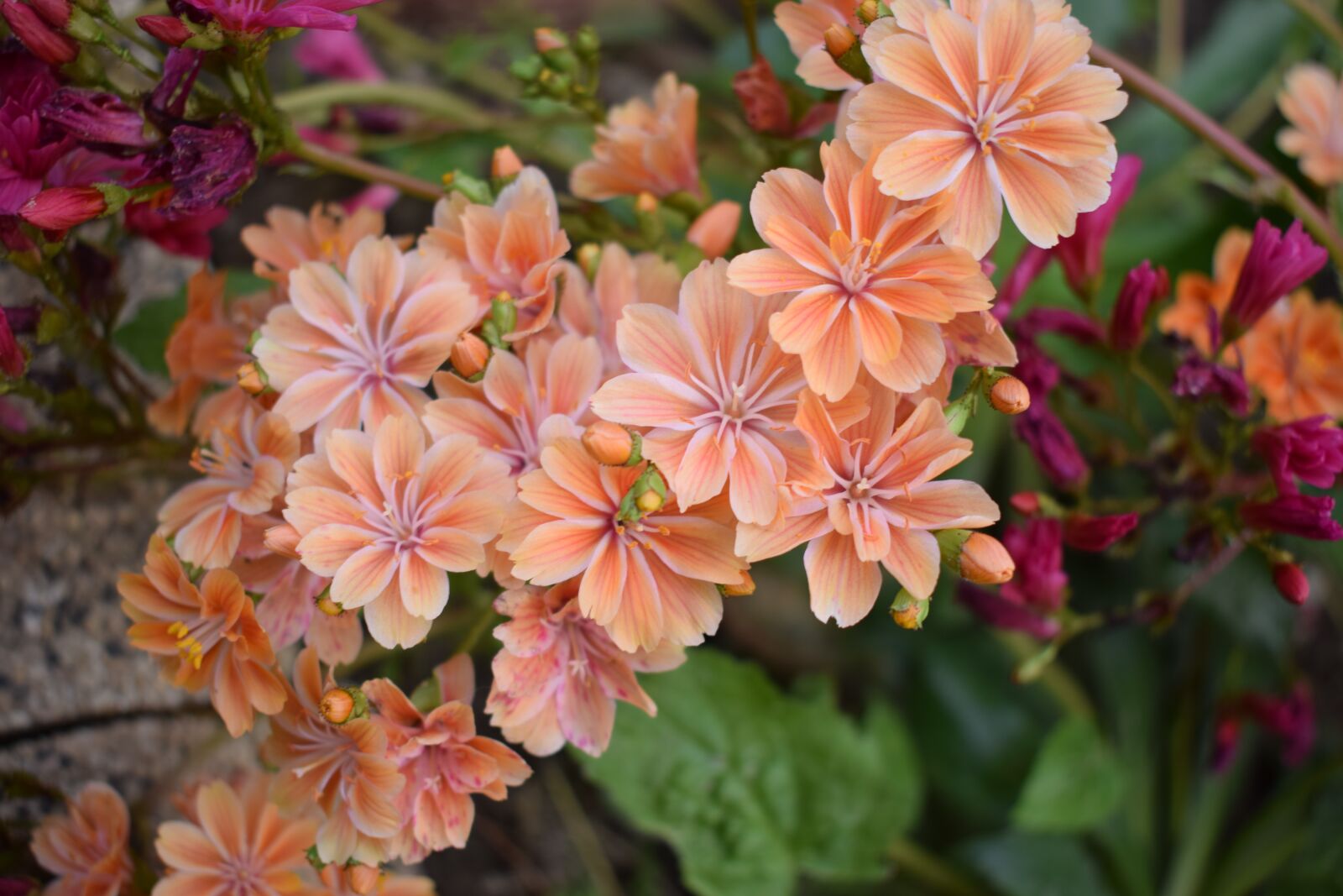 Nikon D5300 sample photo. Flowers, green, natural photography