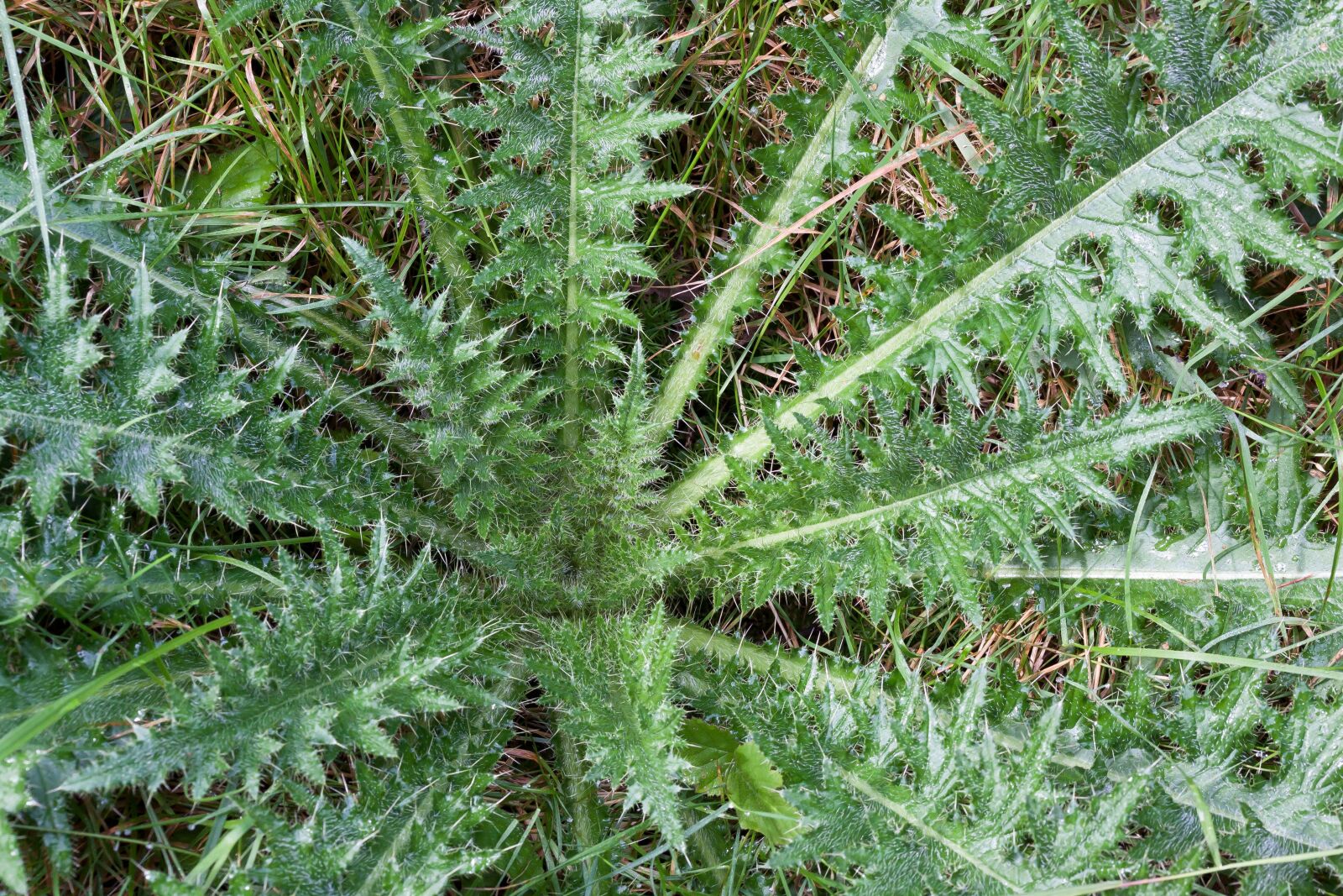 Canon EOS 50D sample photo. Thistle, carduus, flora photography
