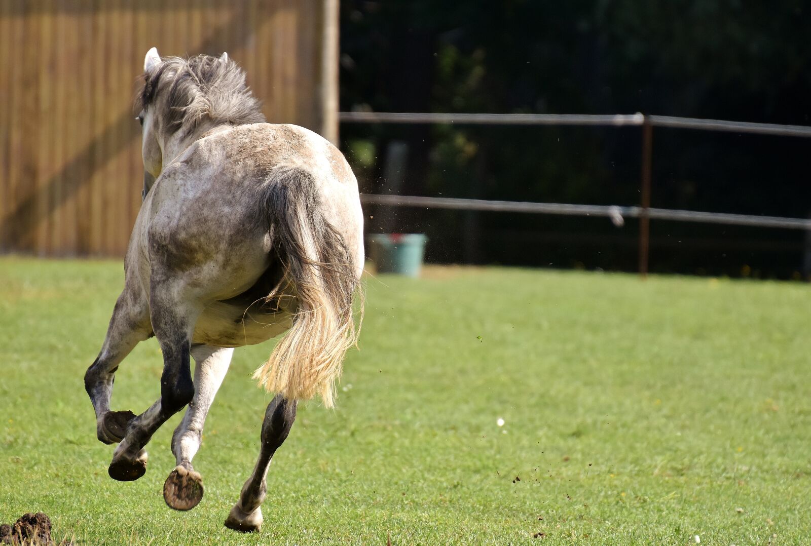 Nikon D7200 sample photo. Mold, horse, love for photography