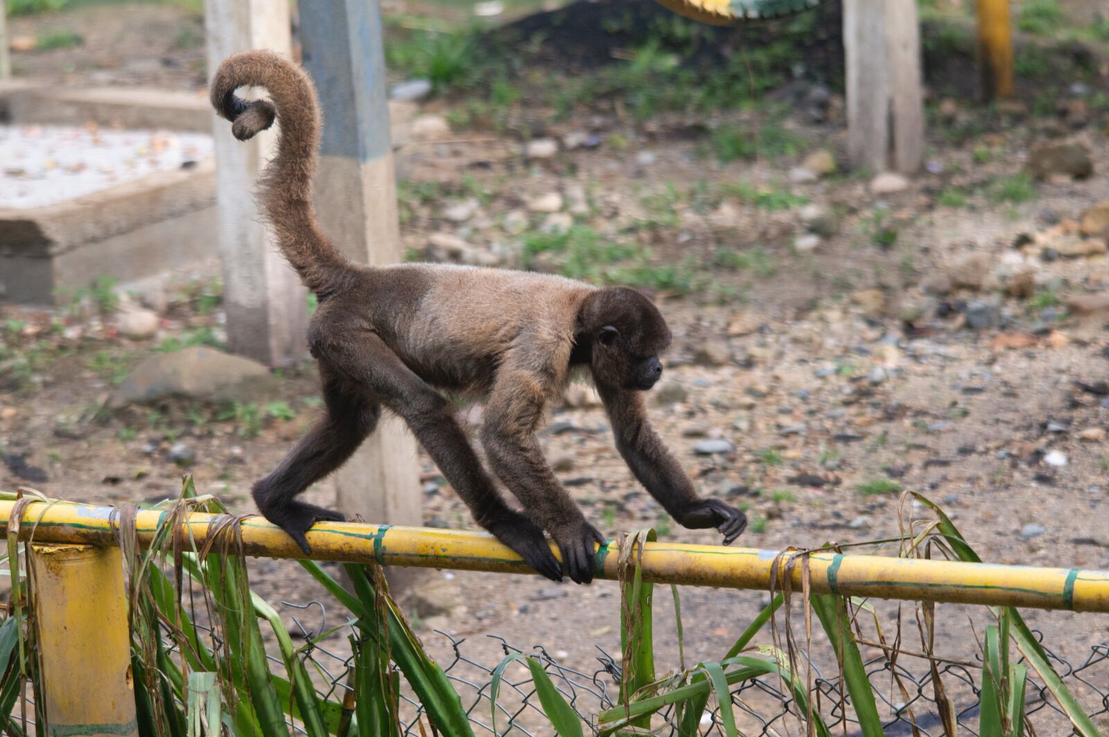 Nikon D3200 sample photo. Monkey, nature, animal photography