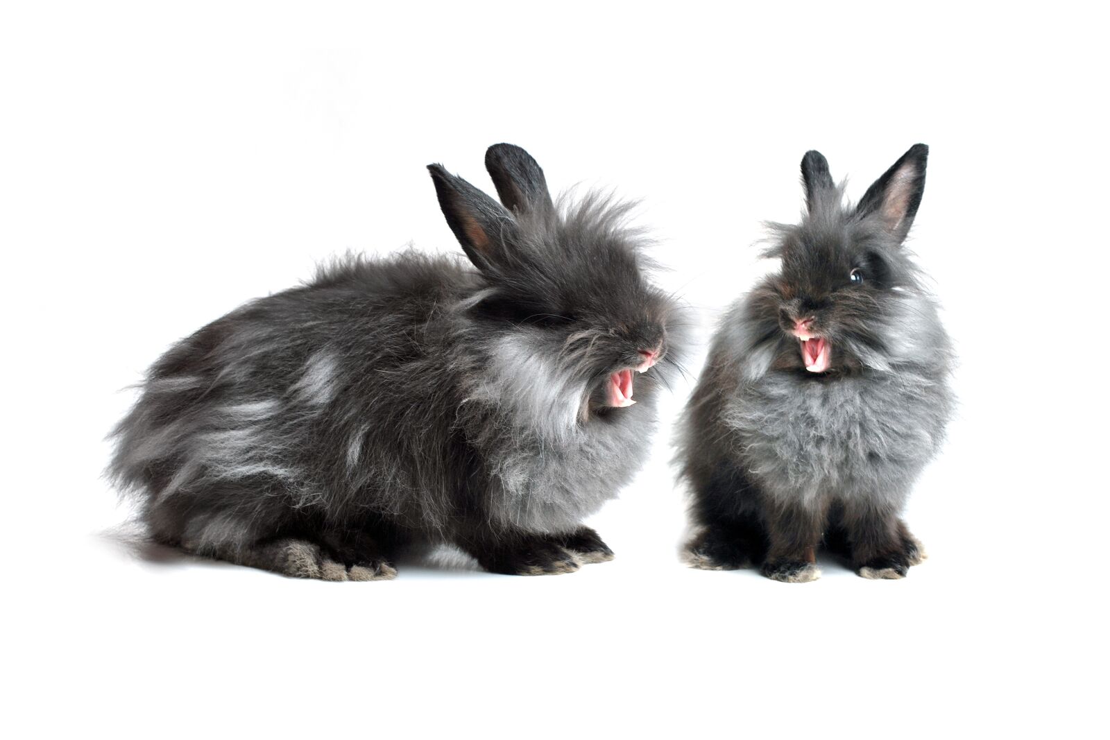 Nikon D60 sample photo. Hare, rabbit, black photography