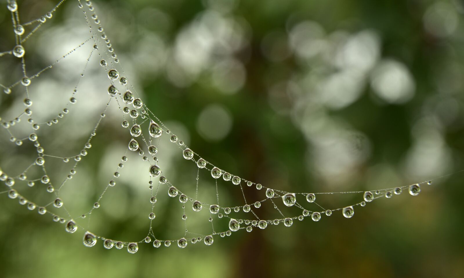 Nikon D750 sample photo. Cobweb, drip, dewdrop photography