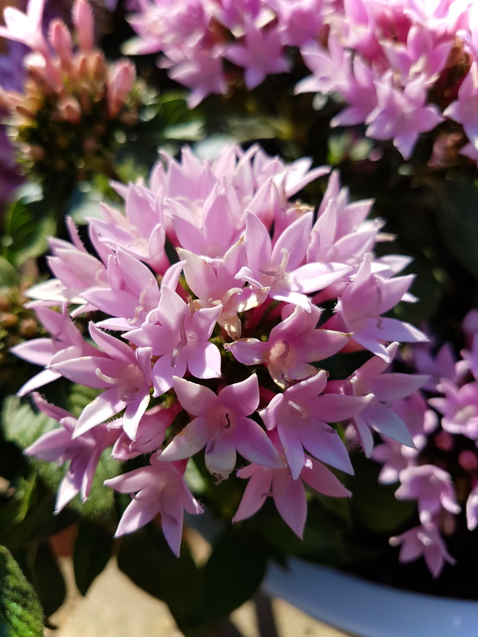 Samsung Galaxy S7 sample photo. Flower, summer, pink photography