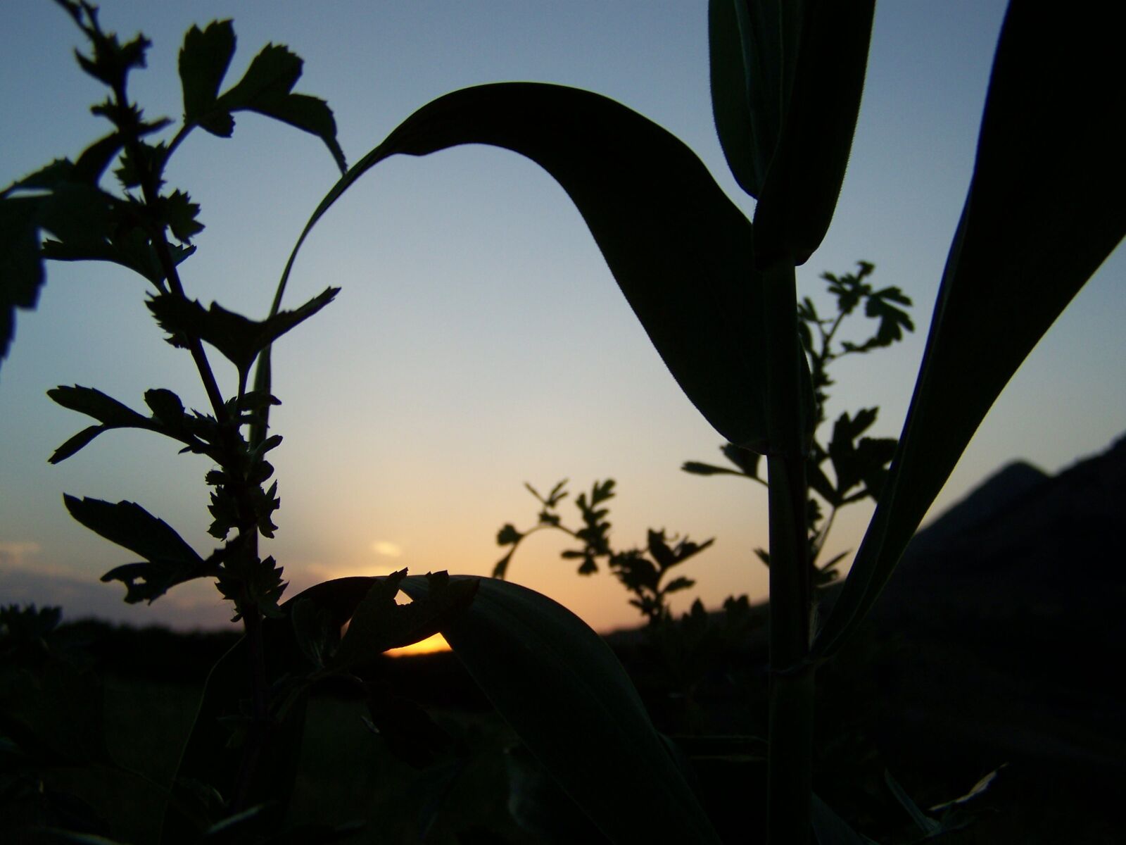 Kodak EASYSHARE ZD710 ZOOM DIGITAL CAMERA sample photo. Nature, sunset, evening photography