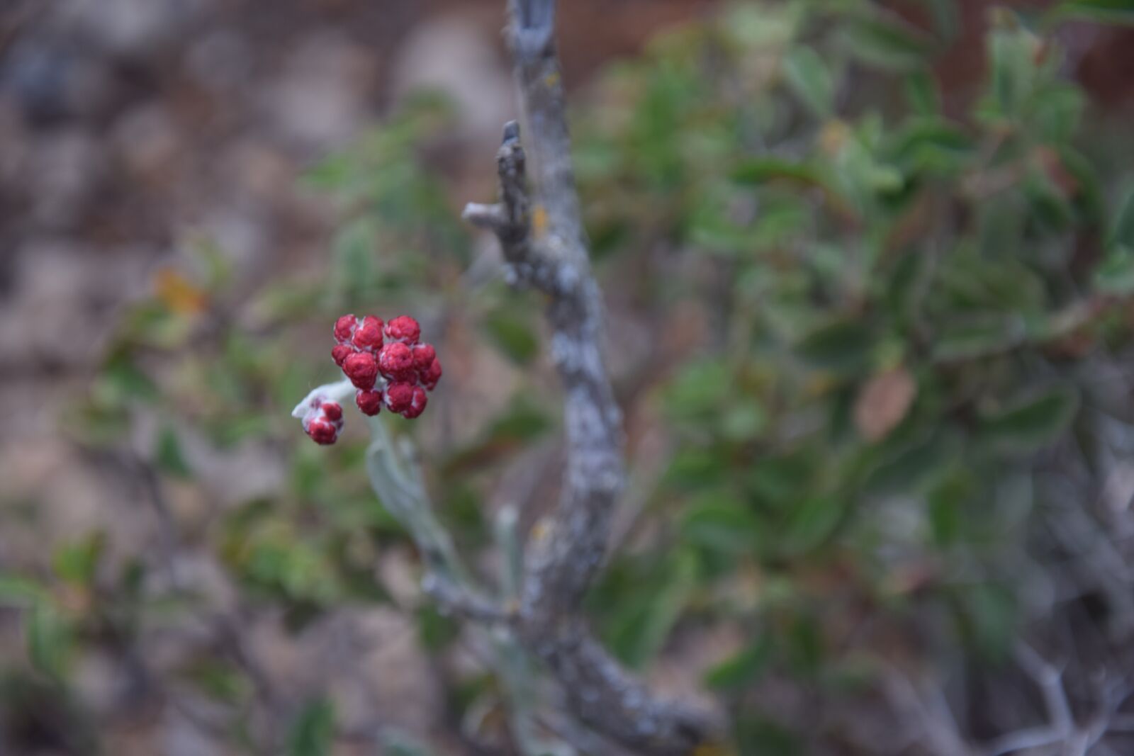 Nikon D3300 sample photo. Red everlasting, flower, plant photography