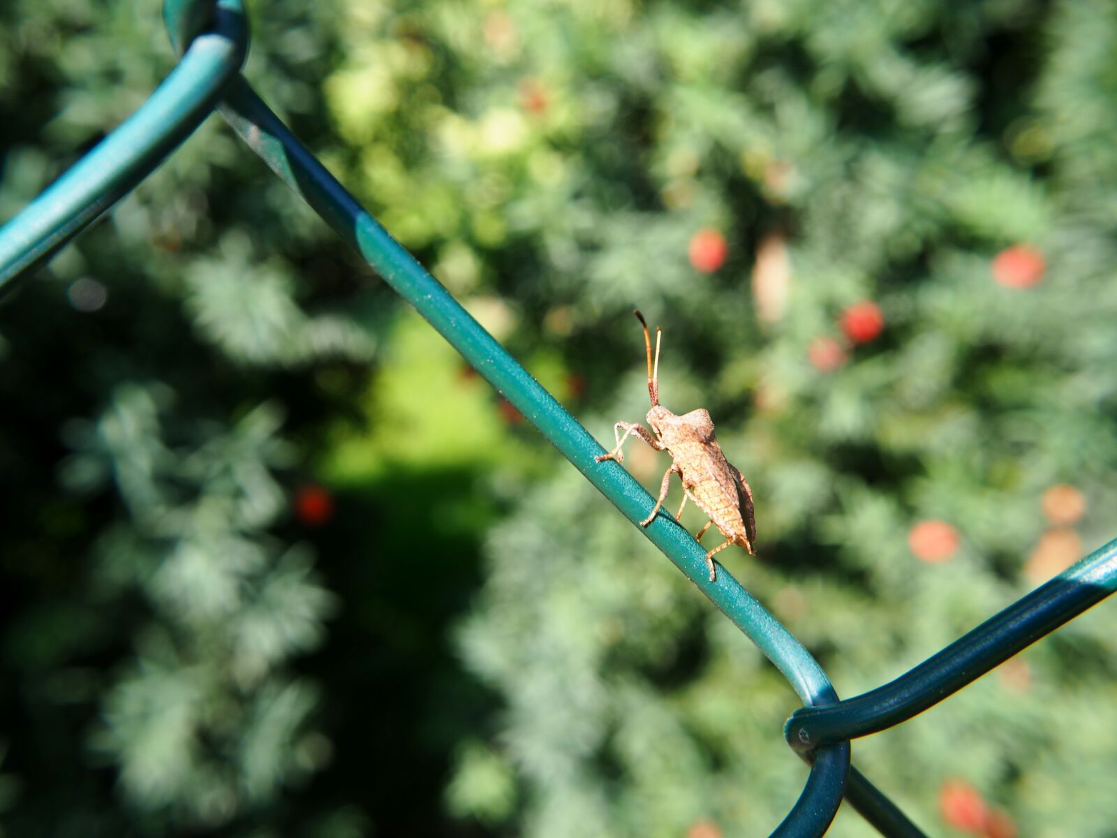 Olympus OM-D E-M10 sample photo. Fence, wire, beetle photography
