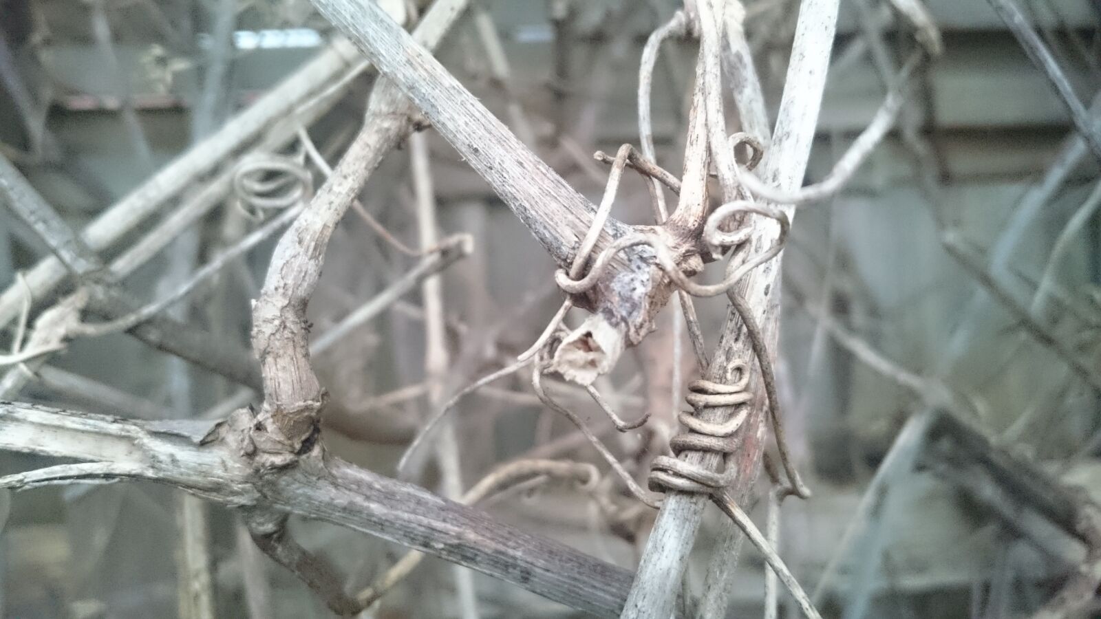 Sony Xperia Z3 Compact sample photo. Dried, vine, plant photography