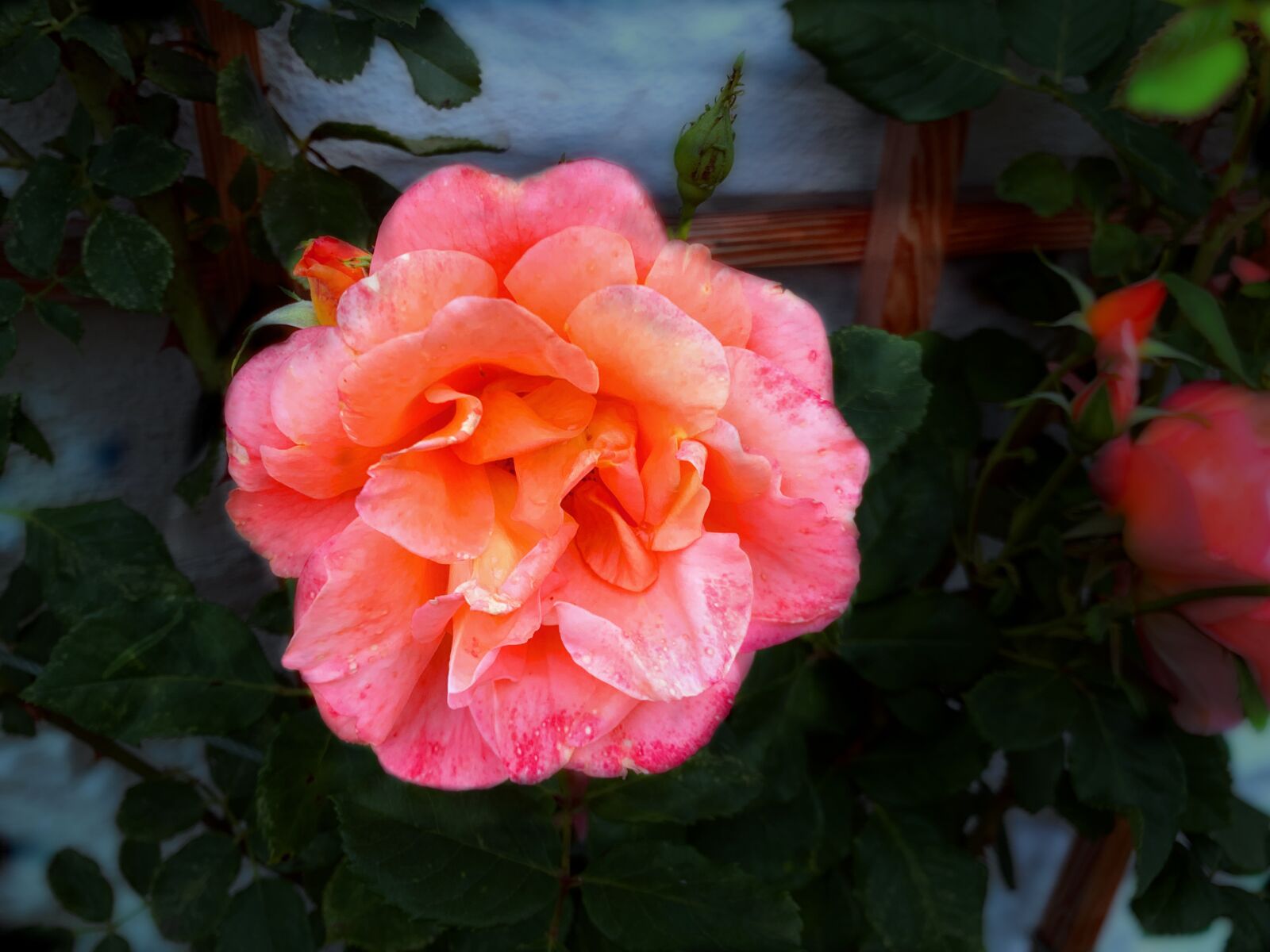 iPhone XS back dual camera 4.25mm f/1.8 sample photo. Red roses, blossoms, blossom photography