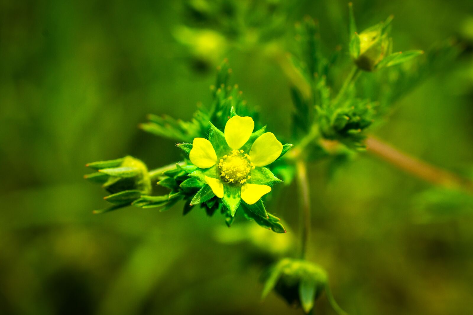 Nikon D3100 sample photo. Yellow flowers, light, spring photography