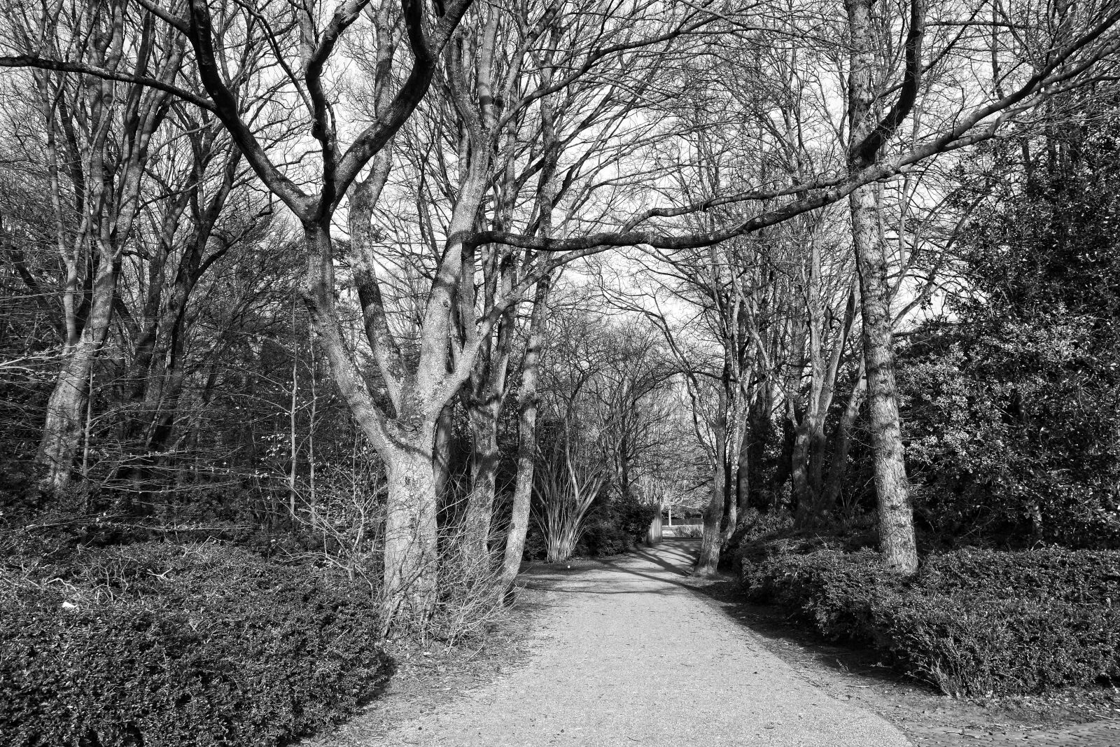 Sony Cyber-shot DSC-RX100 sample photo. Path, footpath, tree photography