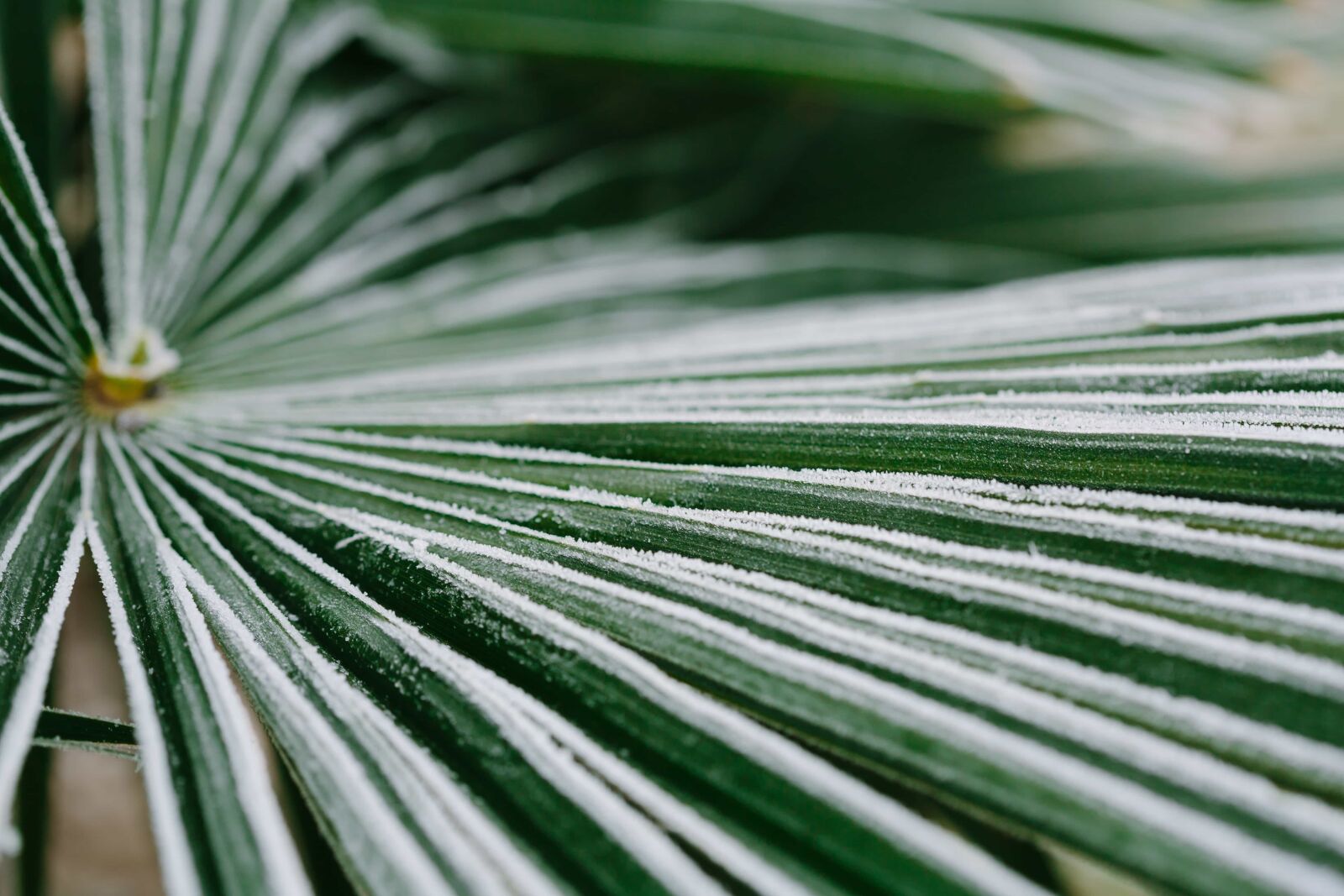 Canon EF 100mm F2.8 Macro USM sample photo. Cold, frost, frosty, green photography