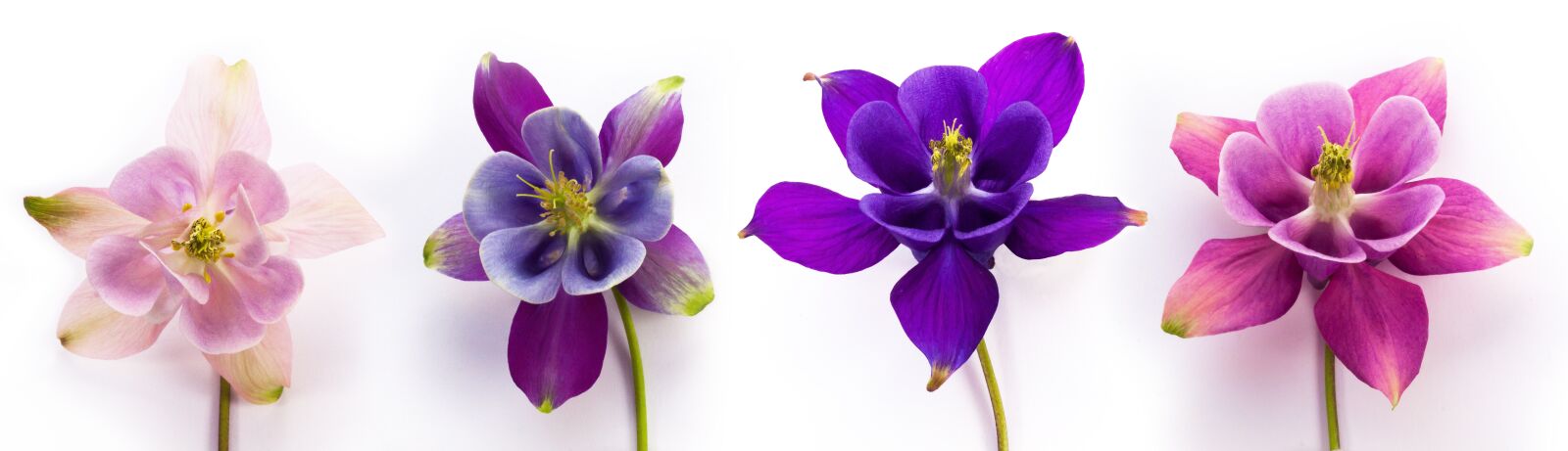 Canon EOS 50D sample photo. Columbine, aquilegia, genus photography