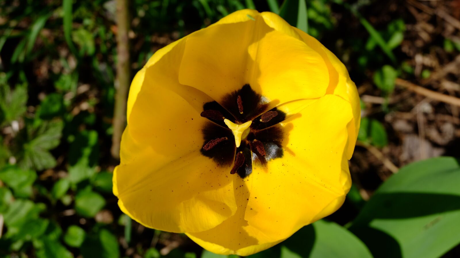Fujifilm XC 16-50mm F3.5-5.6 OIS II sample photo. Nature, flower, garden photography