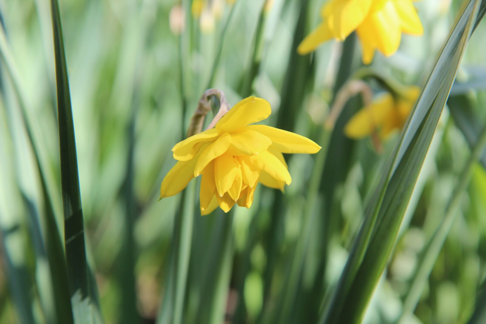 Canon EOS 600D (Rebel EOS T3i / EOS Kiss X5) sample photo. Narcissus, narcissus yellow, spring photography