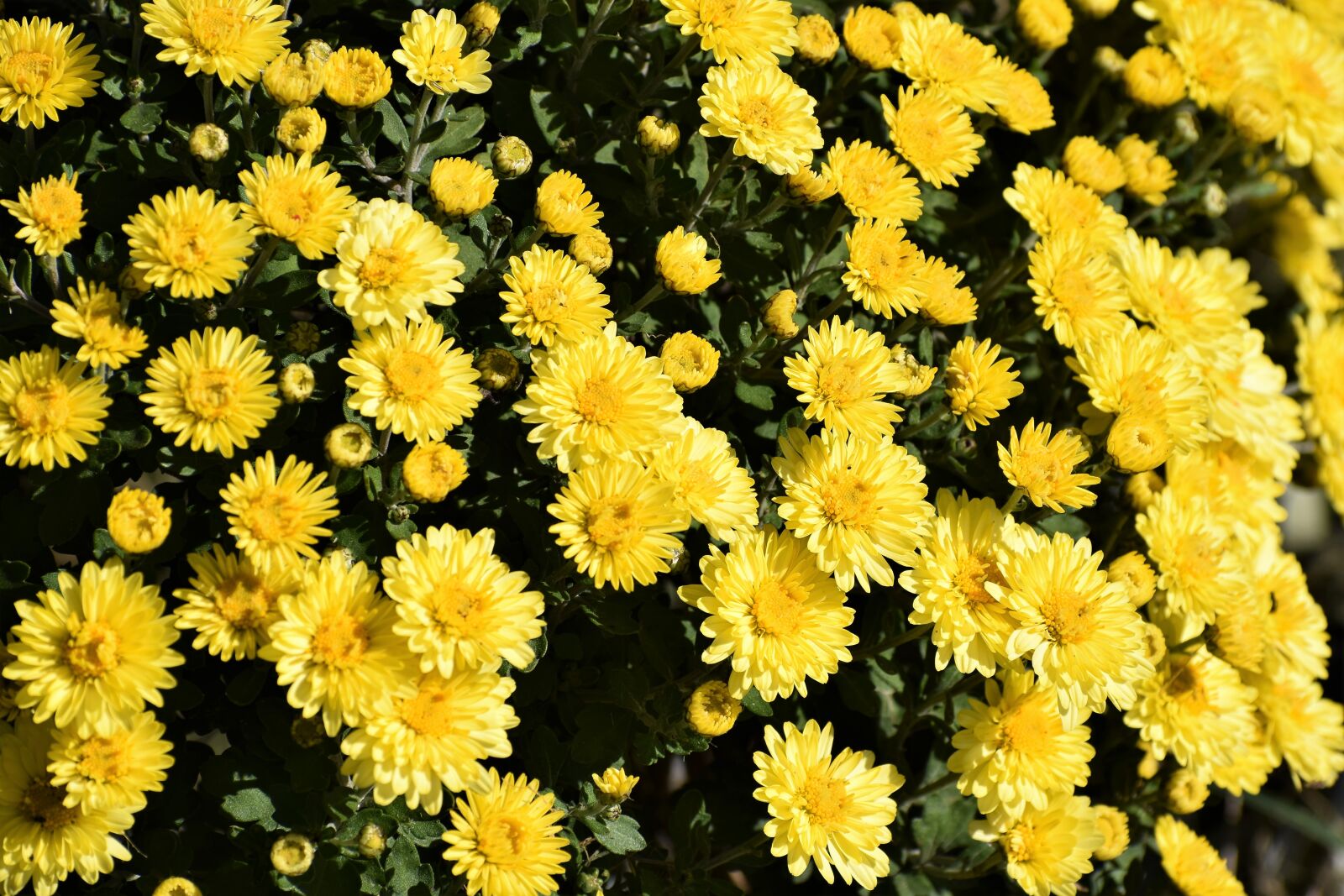 Nikon D3300 sample photo. Yellow crysanthemum, flower, plant photography