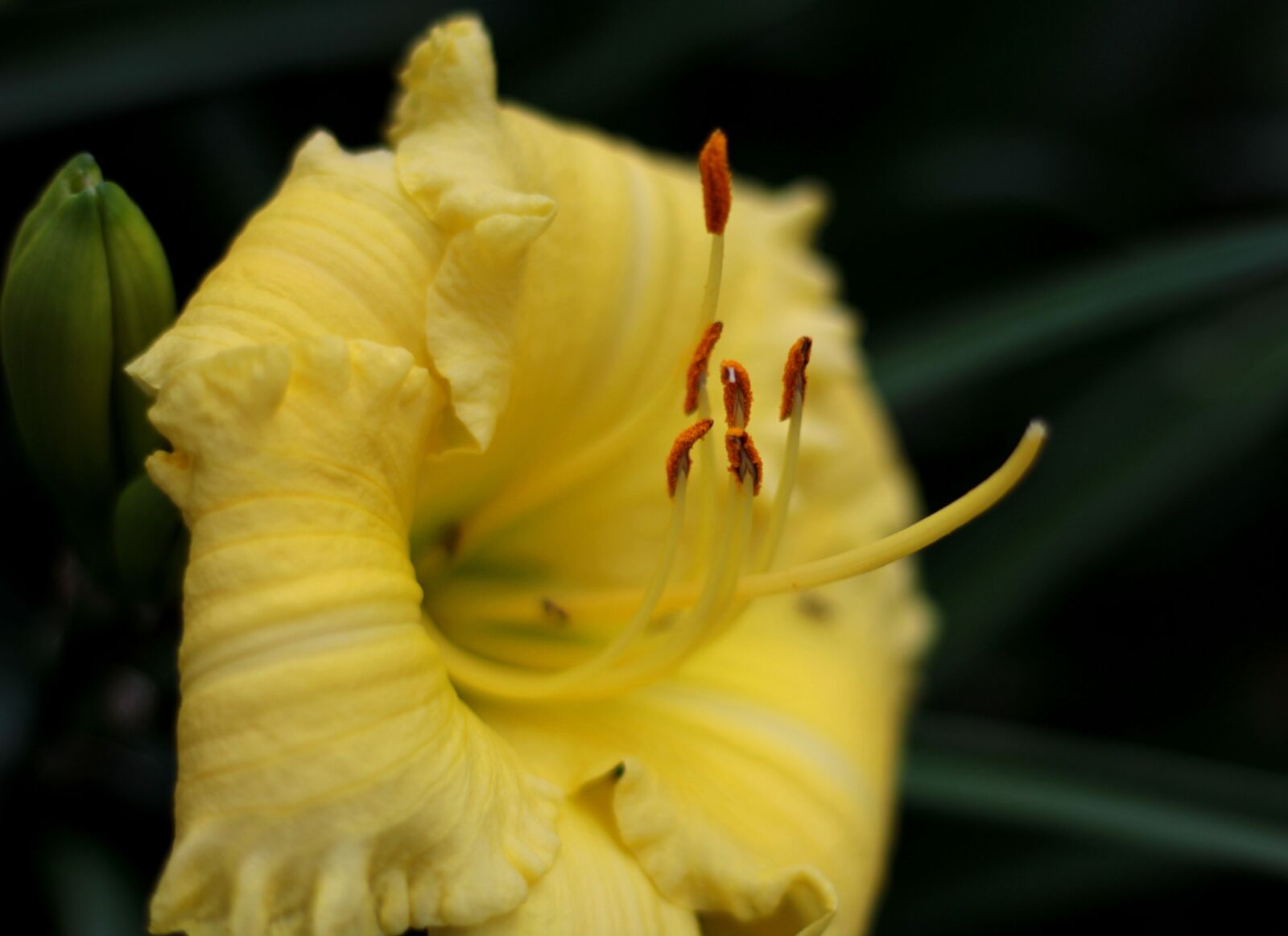 Canon EOS 600D (Rebel EOS T3i / EOS Kiss X5) sample photo. Hemerocallis the african timber photography