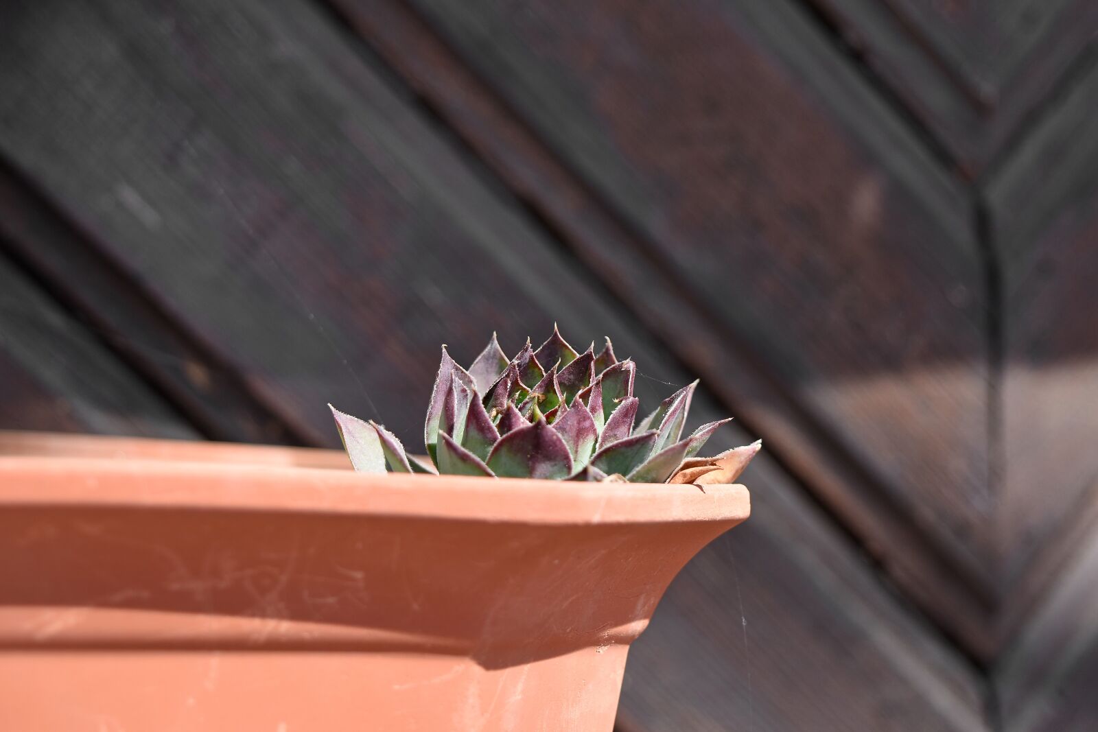 Nikon D5500 sample photo. Pottery, still life, flower photography