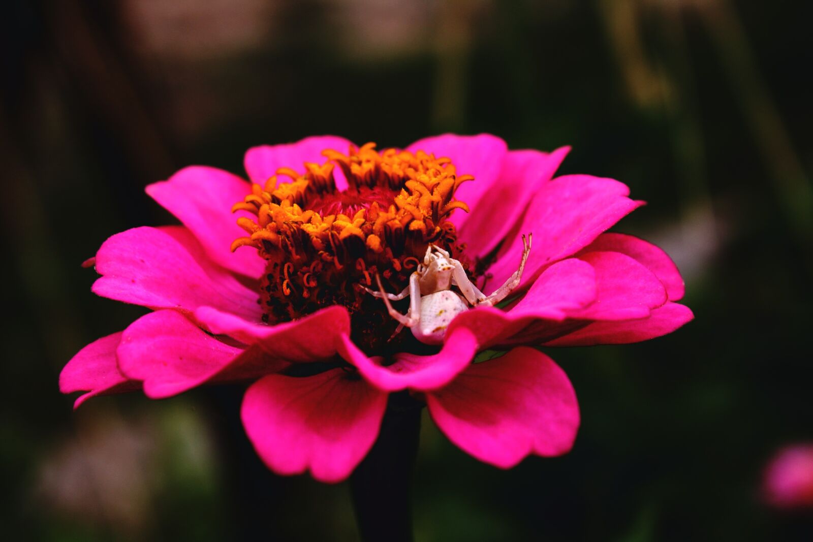 Canon EOS 1000D (EOS Digital Rebel XS / EOS Kiss F) sample photo. Flower, pink, araign e photography
