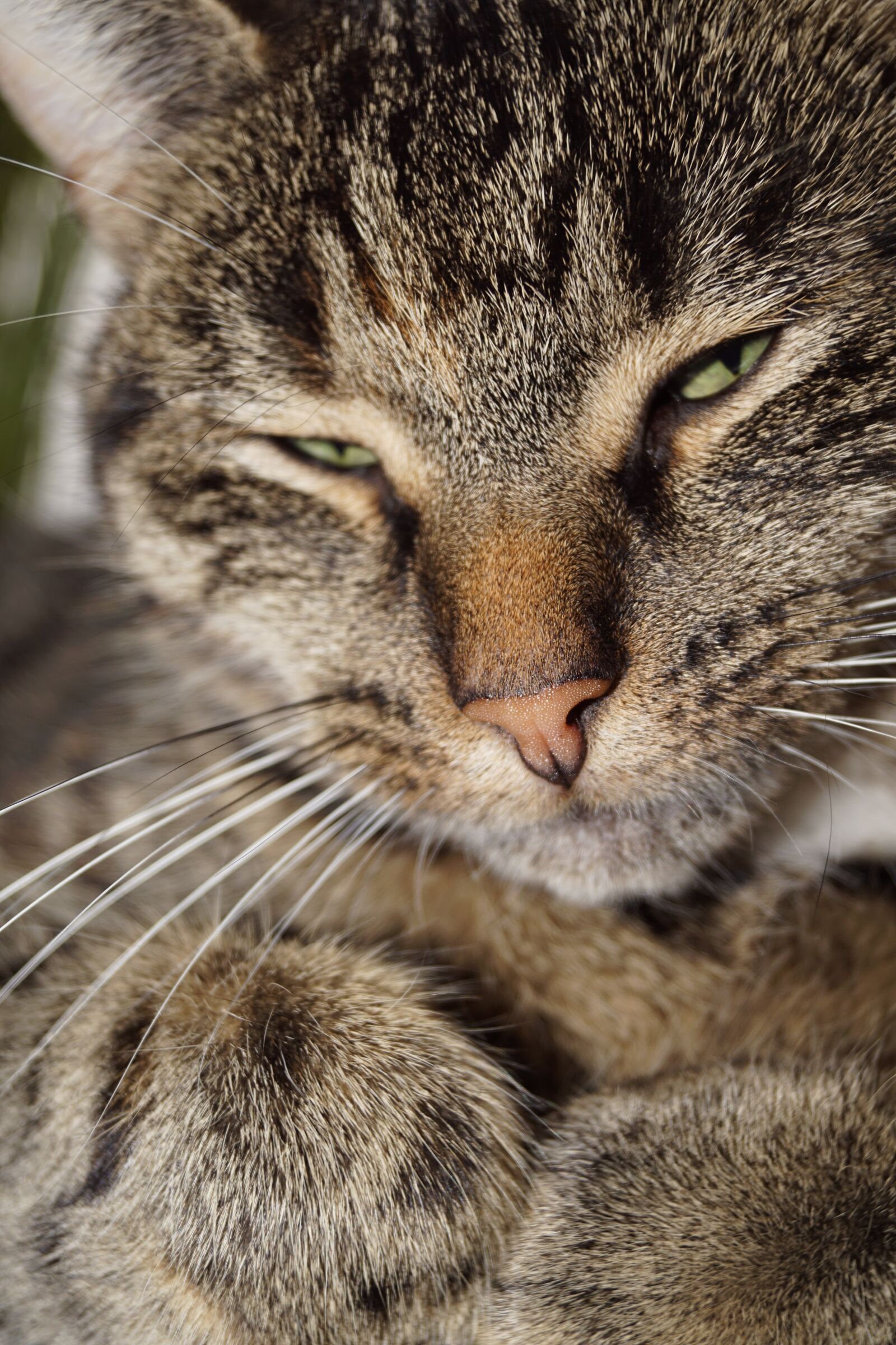 Sony SLT-A68 + Sony DT 18-55mm F3.5-5.6 SAM II sample photo. Cat, rest, snuggle photography