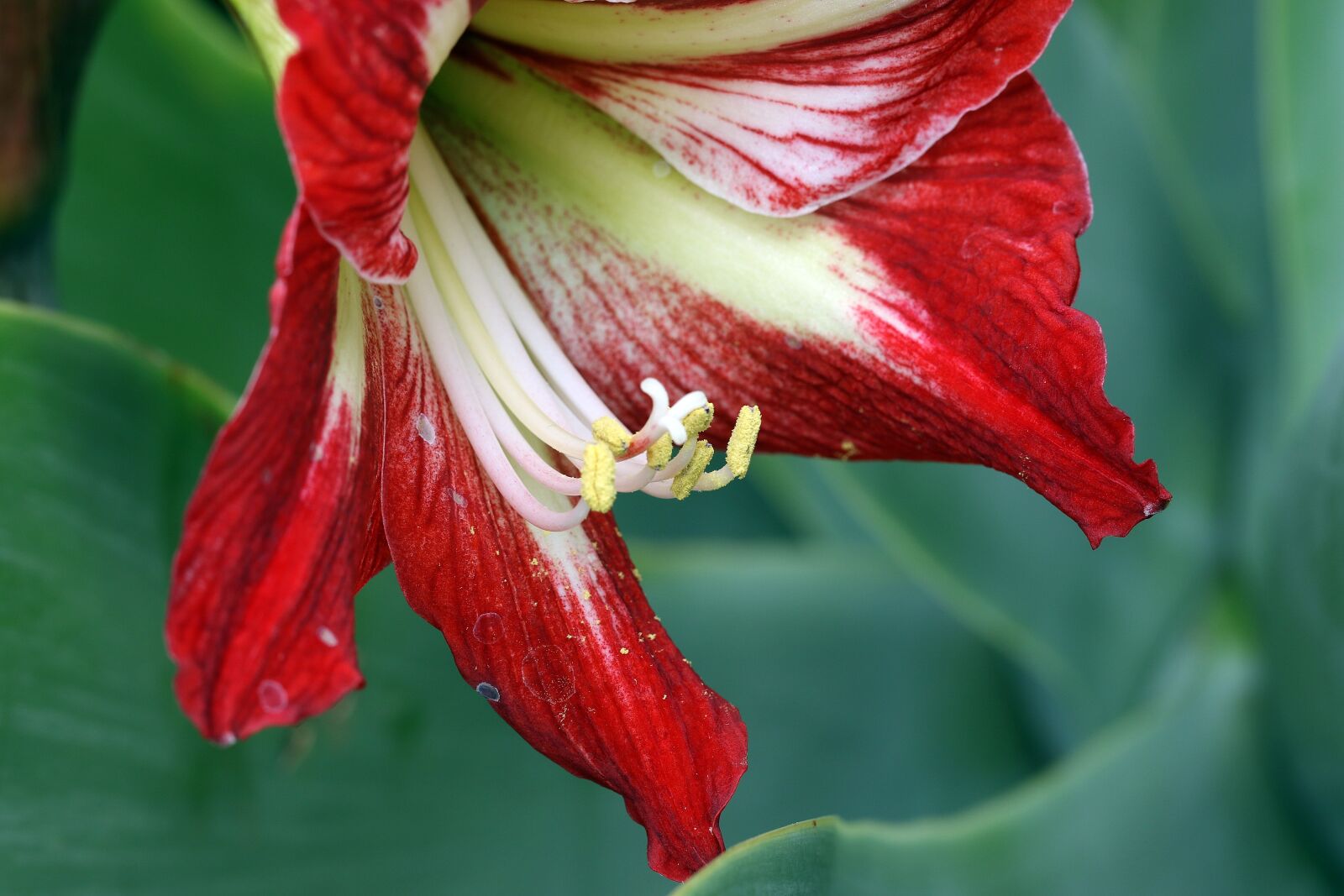 Canon EOS 7D Mark II sample photo. Amaryllis, lily, a flower photography