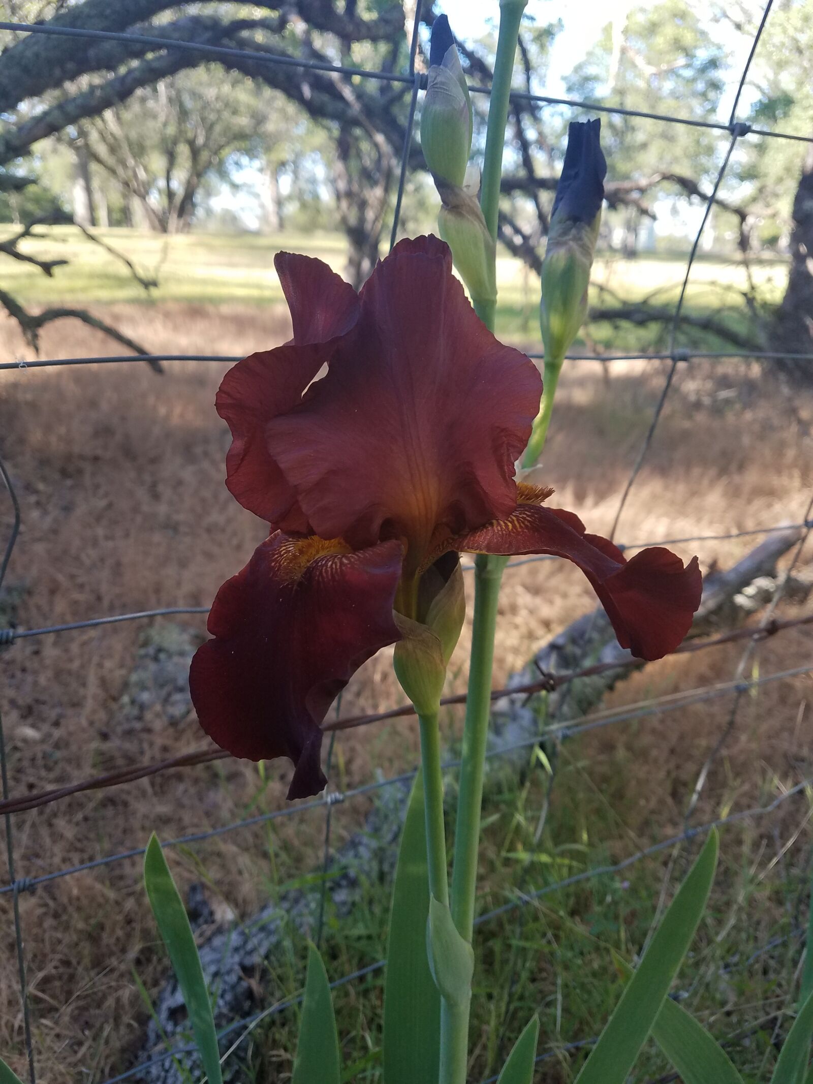 Samsung Galaxy S7 Edge sample photo. Flower, iris, burgundy photography