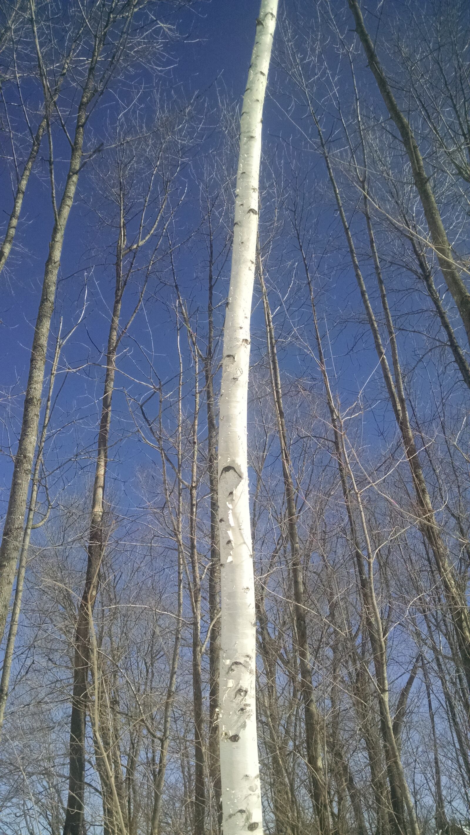 Motorola Moto X (1st Gen) sample photo. Birch, brown, tree, white photography