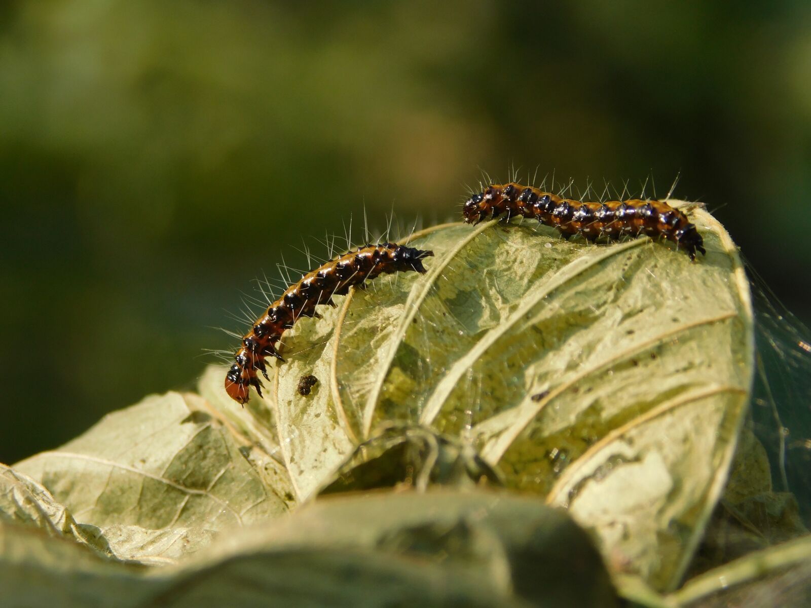 Nikon Coolpix B500 sample photo. Lemon pansy caterpillar, caterpillar photography